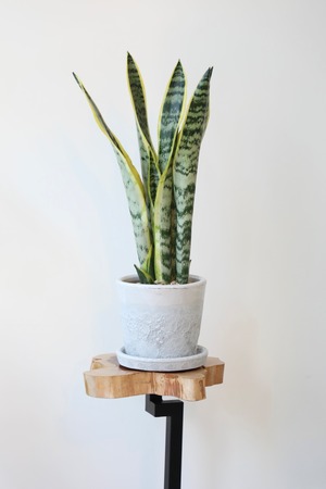 サンスベリア ローレンチ/Sanseveria　※陶器鉢付き