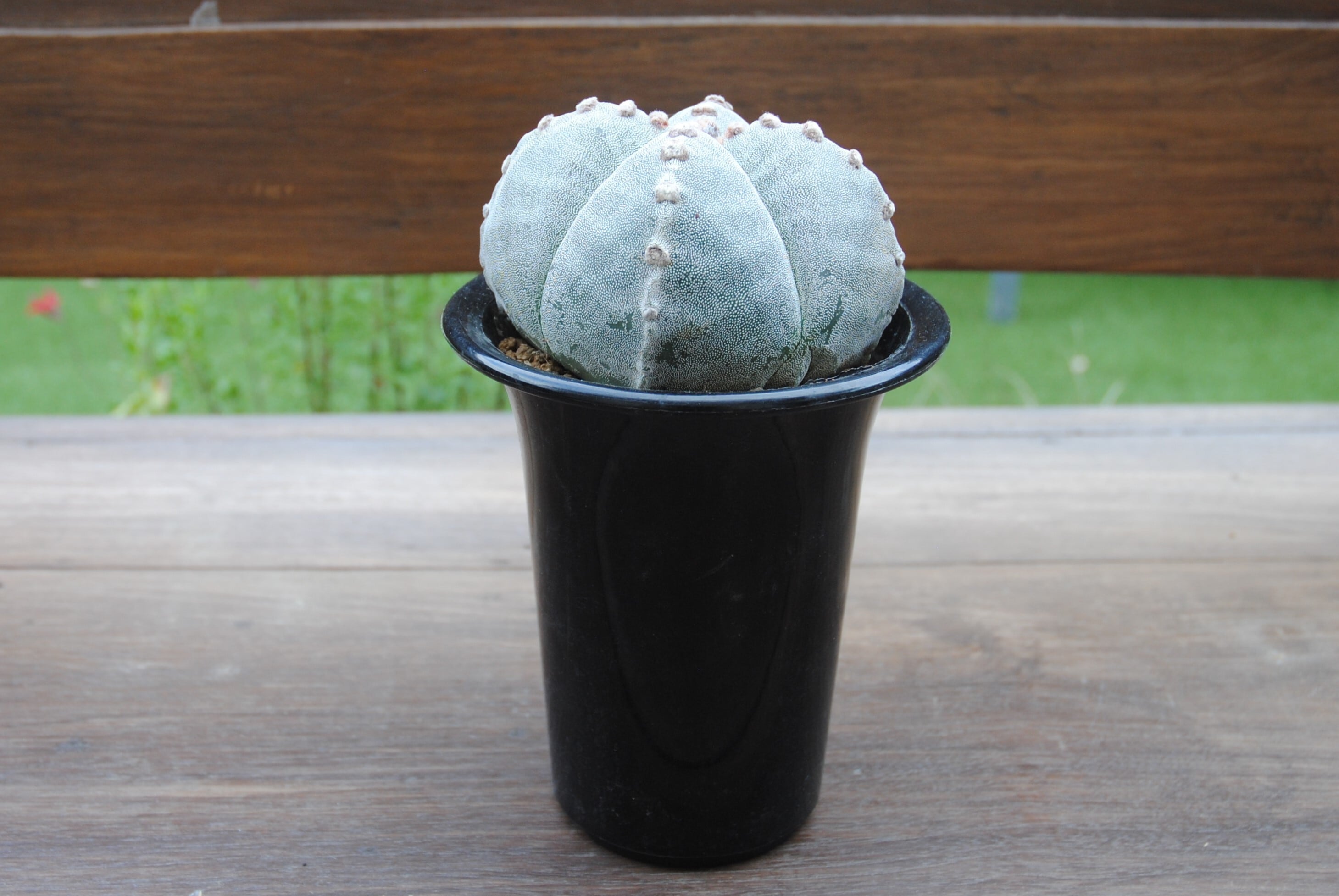 Astrophytum myriostigma 'Onzuka' 四角恩塚ランポー玉 4陵 サボテン