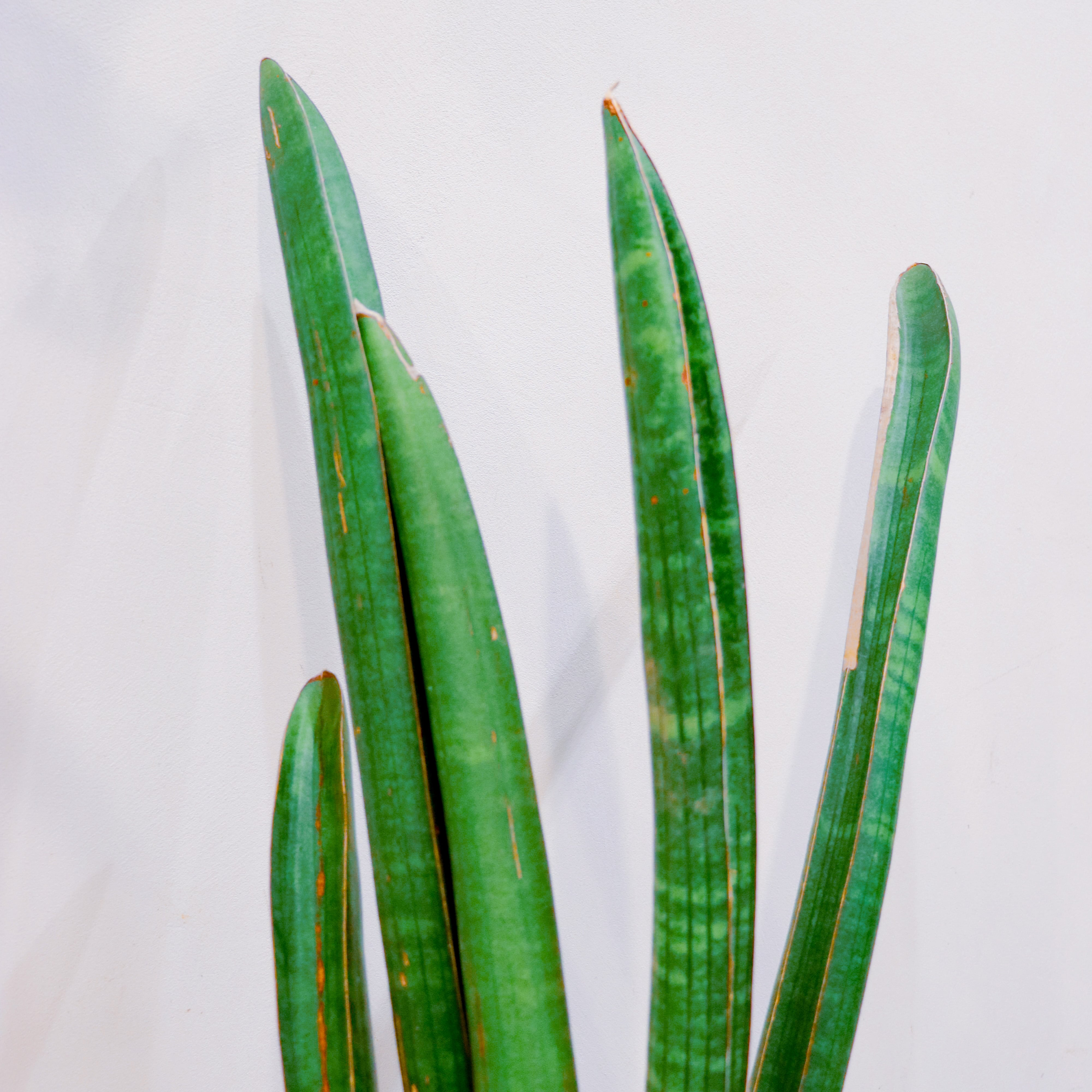 サンスベリア ベースボールバット｜観葉植物（屋内/屋外 可） | GREENS