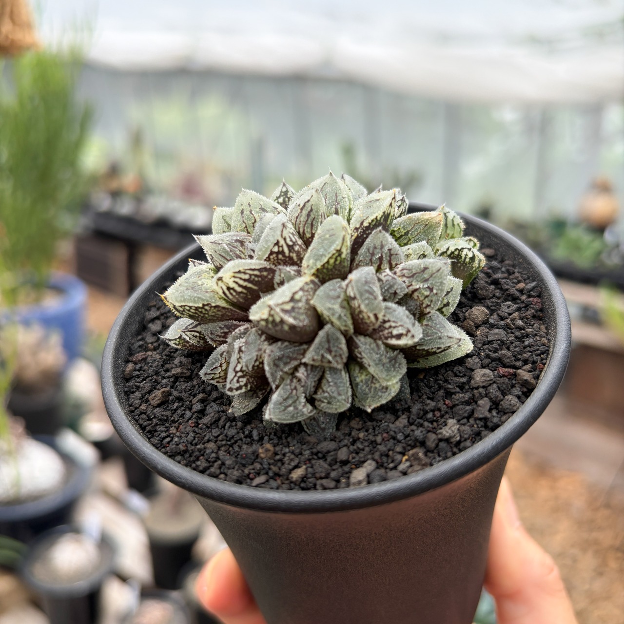 Haworthia ‘Kurozatou’【ハオルチア・黒砂糖】