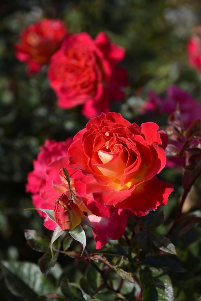 バラ大苗　＜ロサ・オリエンティス・プログレッシオ＞　ジャズ　７号鉢