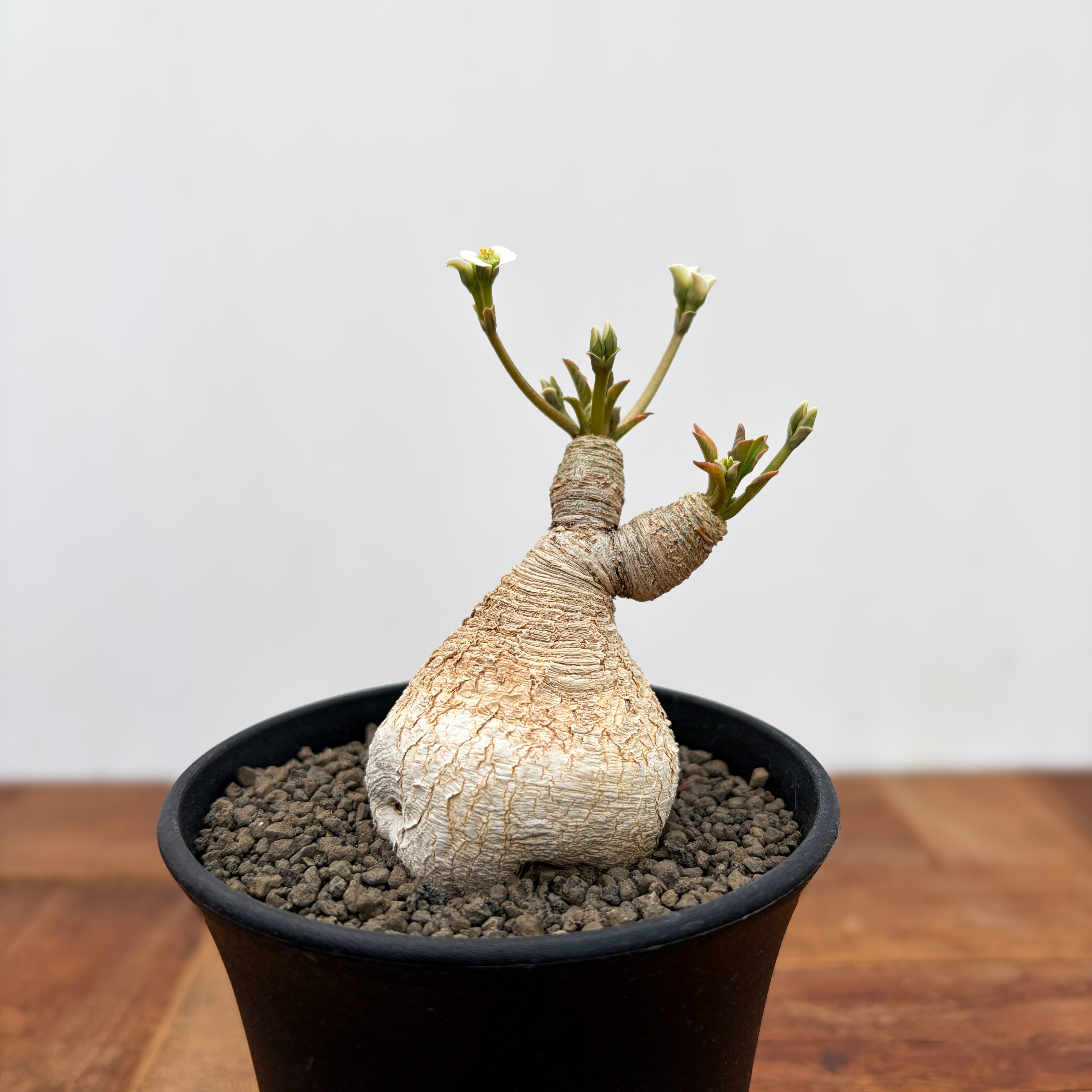 Euphorbia brevirama【ユーフォルビア・ブレビラマ】 | RIMO'S GREEN
