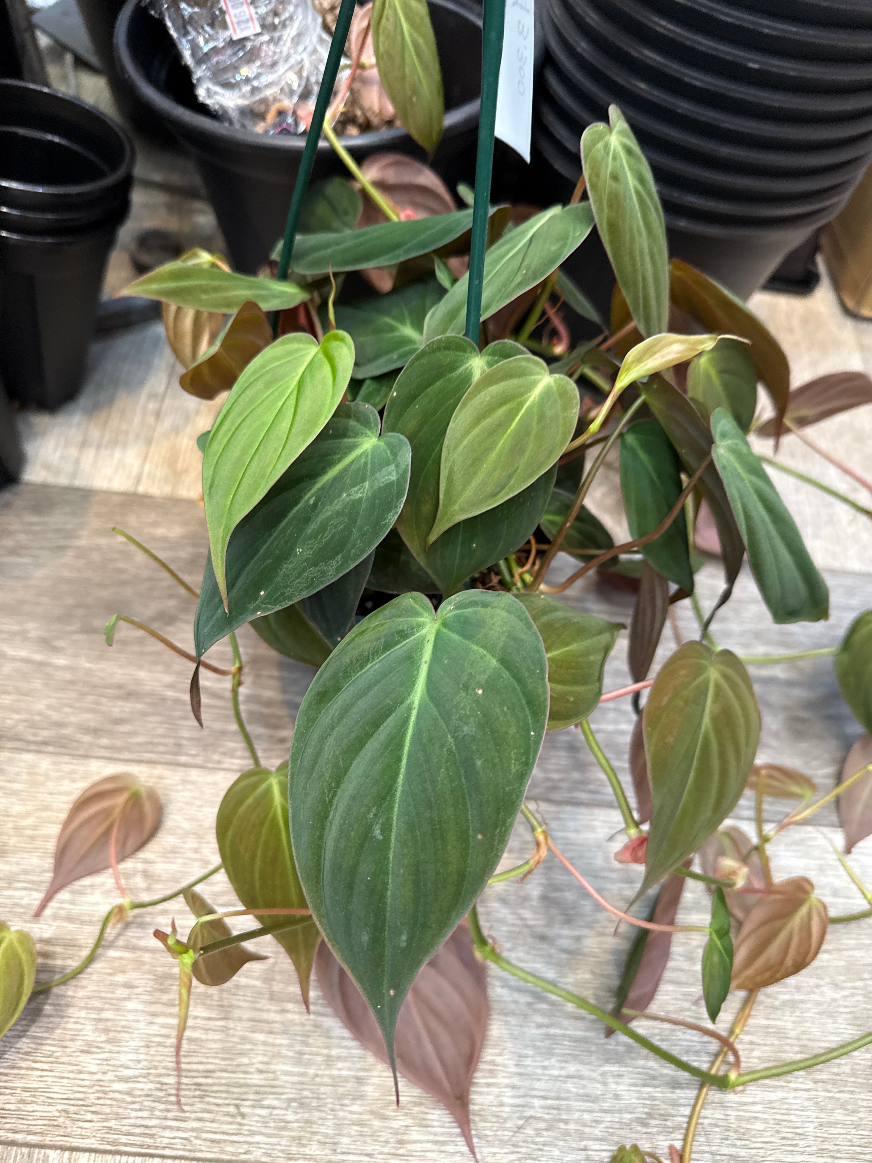 フィロデンドロン ミカンス 5号吊り鉢 | Gardenえん 【観葉熱帯植物】