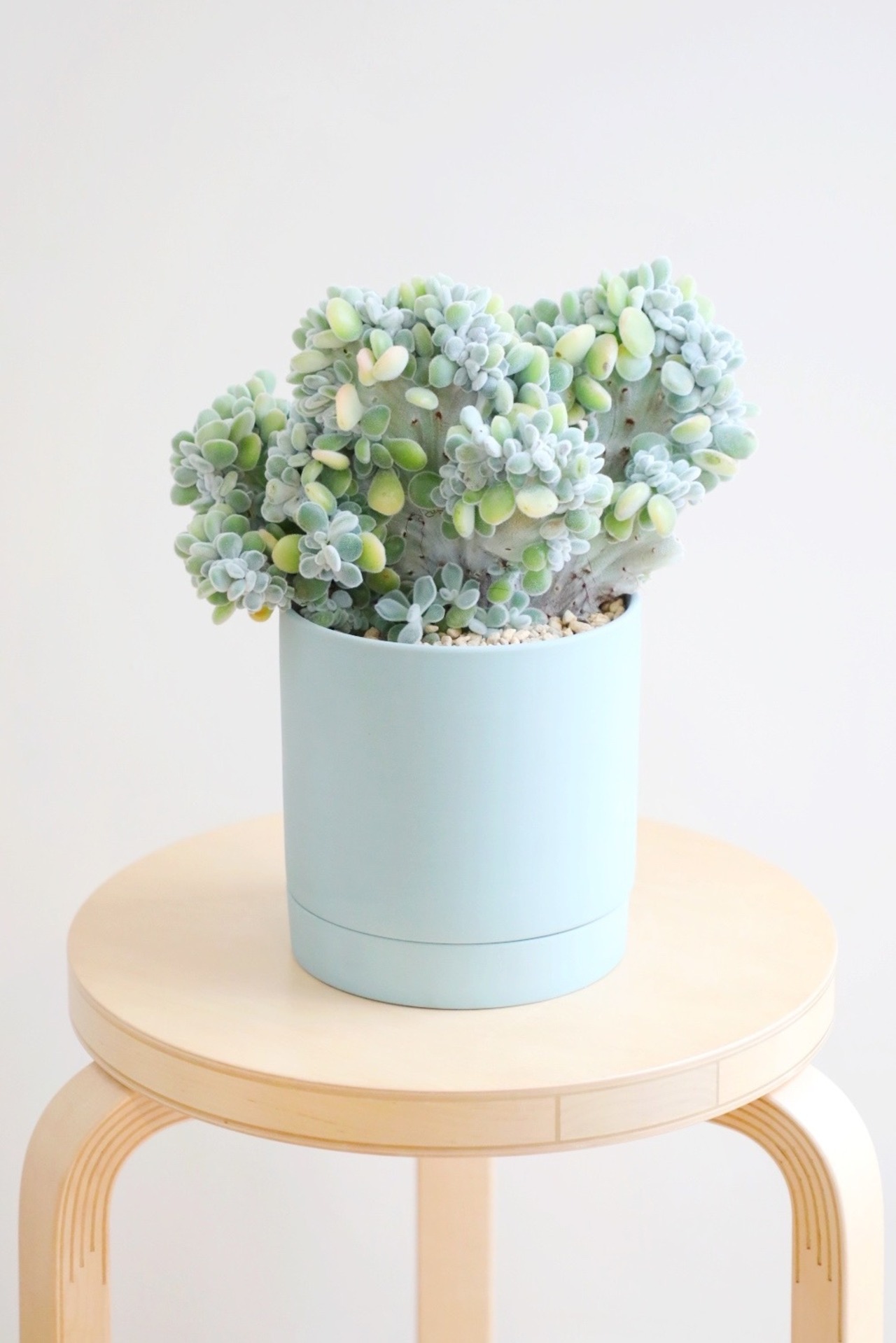 【M】エケベリア プルビナータ 綴化/Echeveria