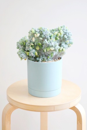 【M】エケベリア プルビナータ 綴化/Echeveria