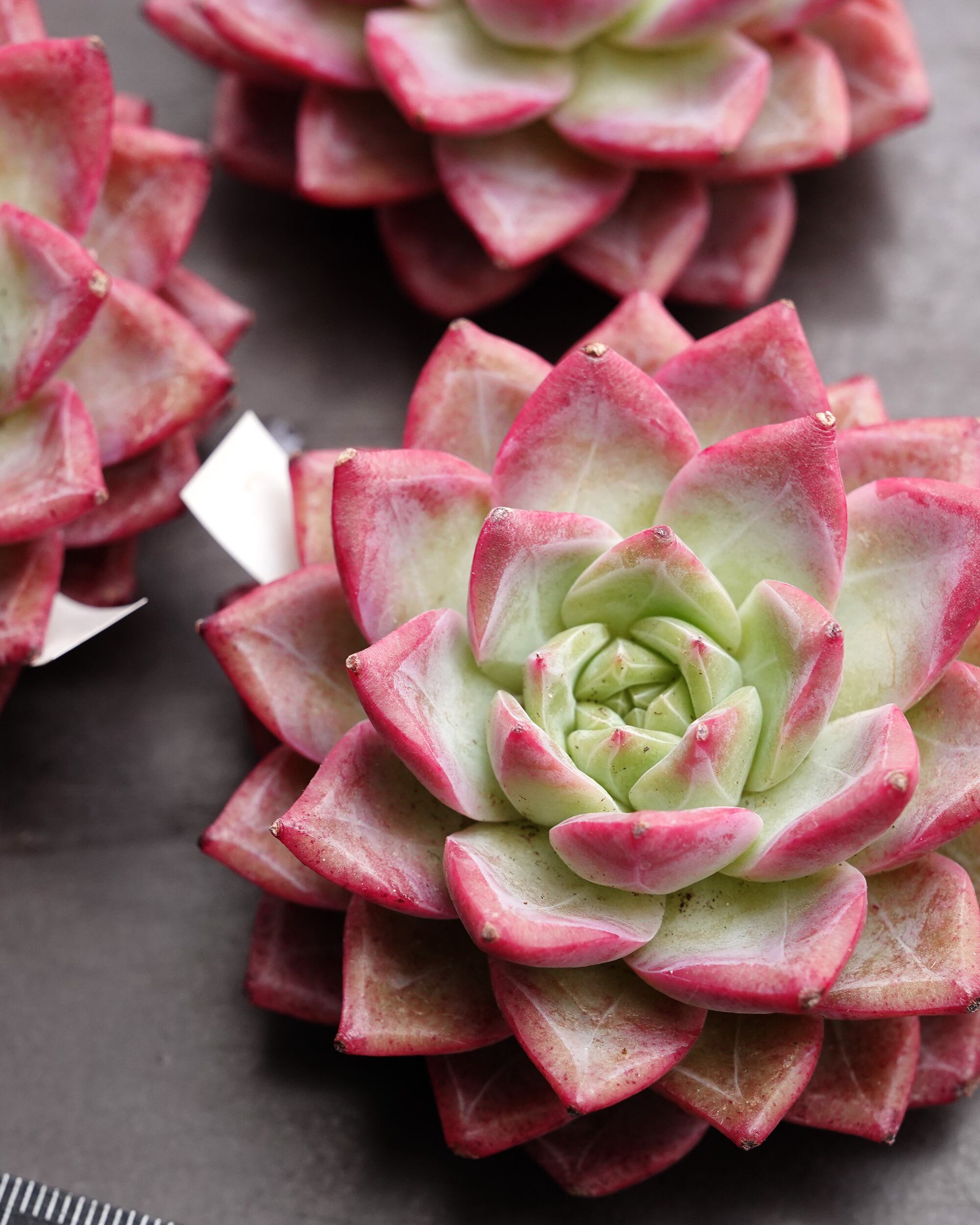 カット苗 クリスタルペンダント 【日本初上陸？！】 Echeveria