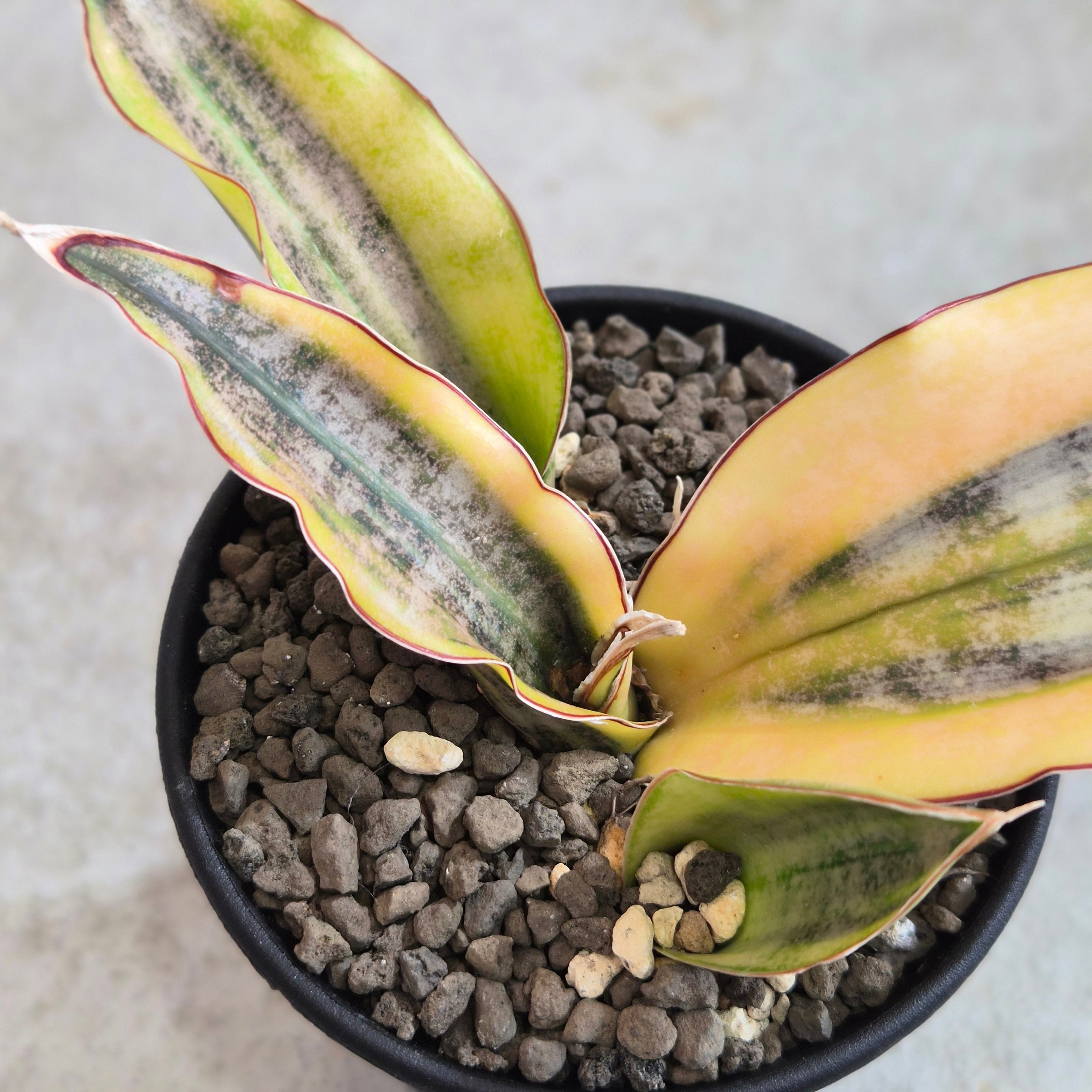 Sansevieria Kirkii Pulchra Coppertone Var. | Plants Baka