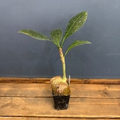 【クリアランス】ミルメコディア tuberosa 'pulvinata'【354】