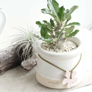 odoropot Flower Hat Pot Pink M