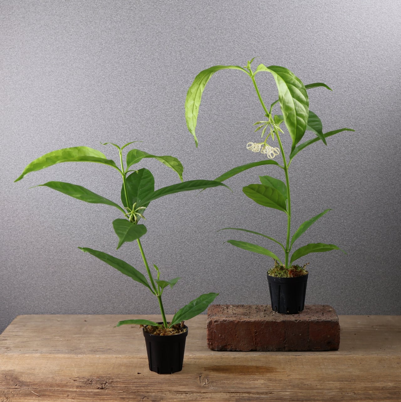 600『ホヤ デシプラエ』花苗【送料無料】 | MARX PLANTS | 観葉植物