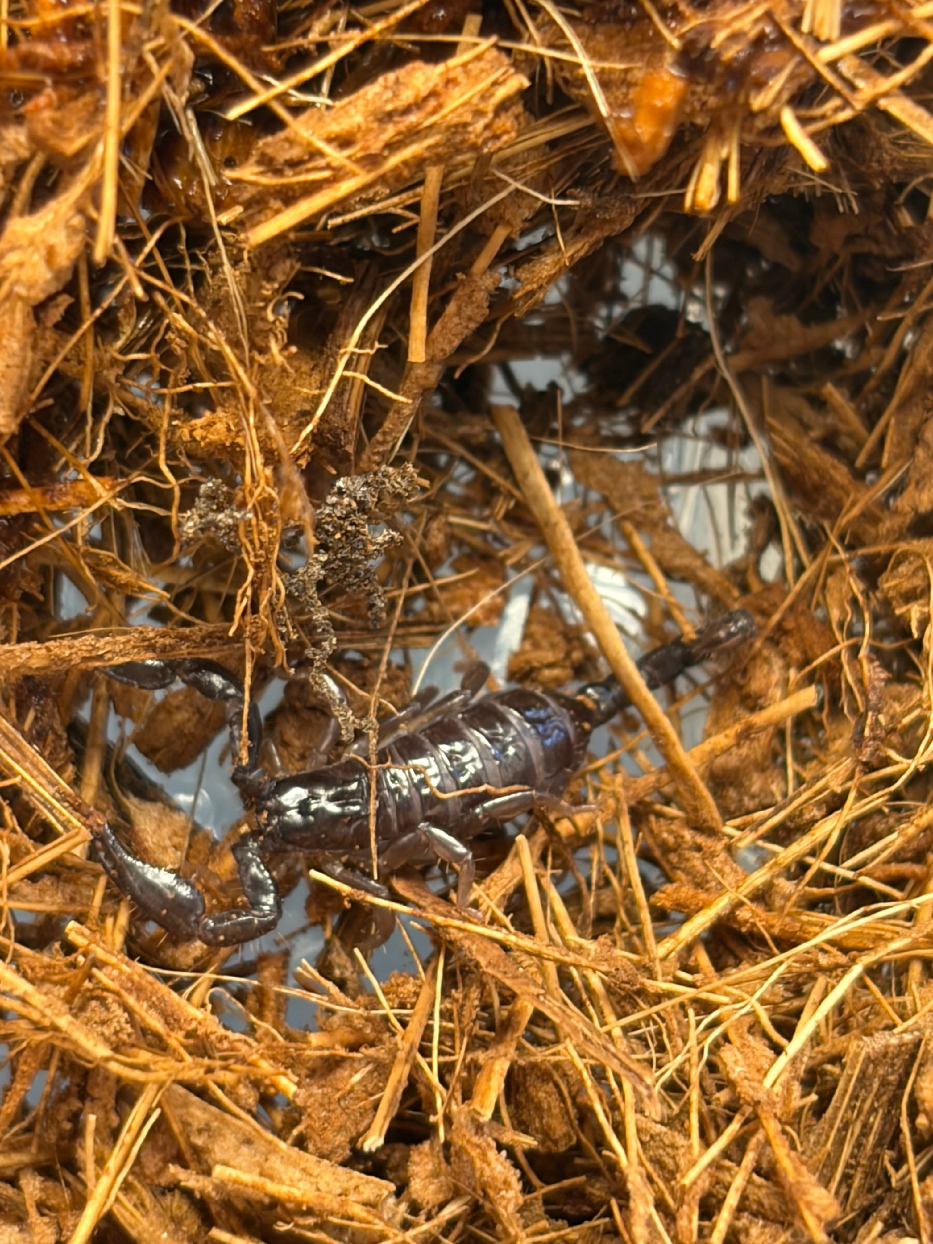 ブローチハムシの一種 標本 Stolas festiva甲虫タマムシスハンダエ