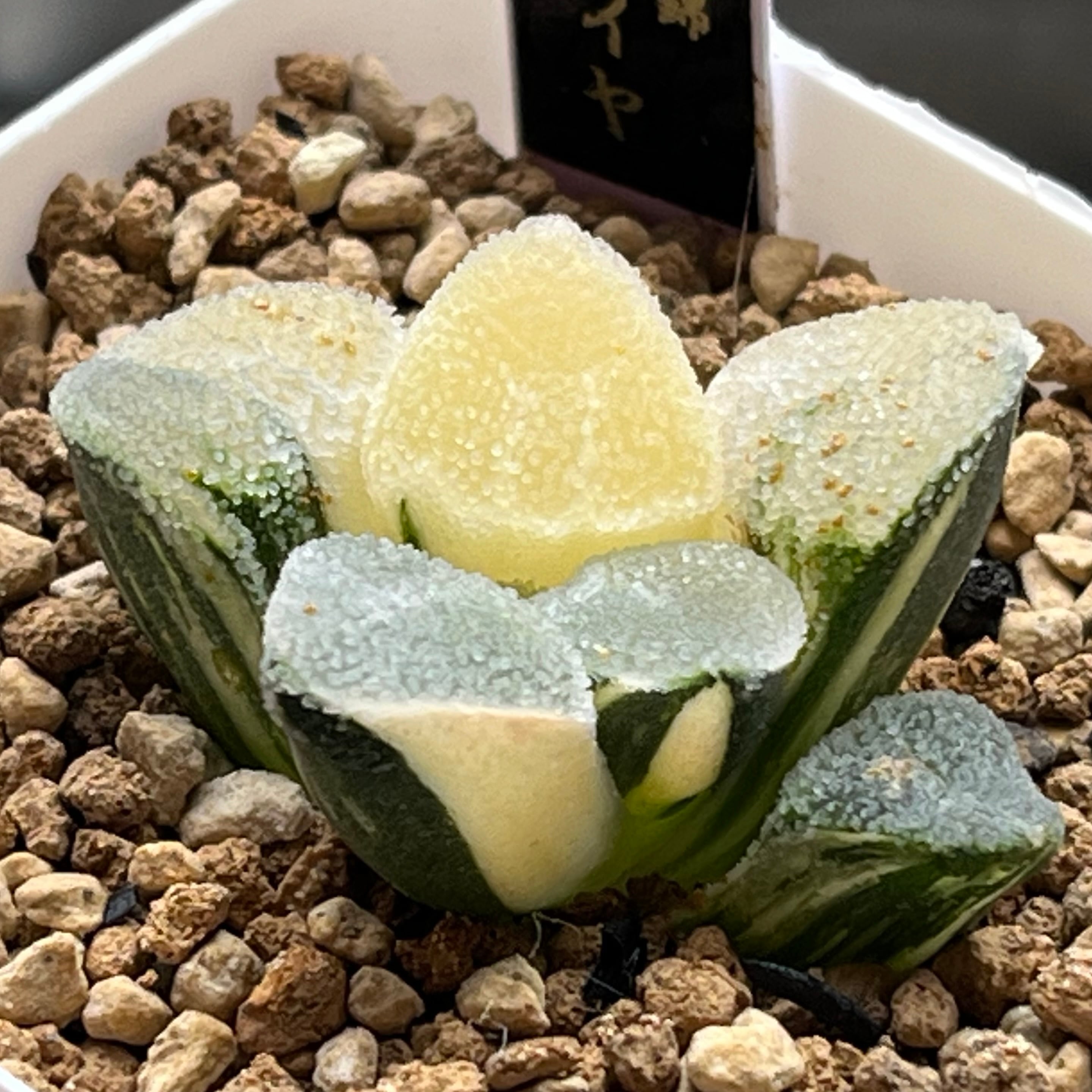 ハオルチア B型コンプトミュータント錦 ハオルチア B型コンプトミュータント錦 | mocono_plants