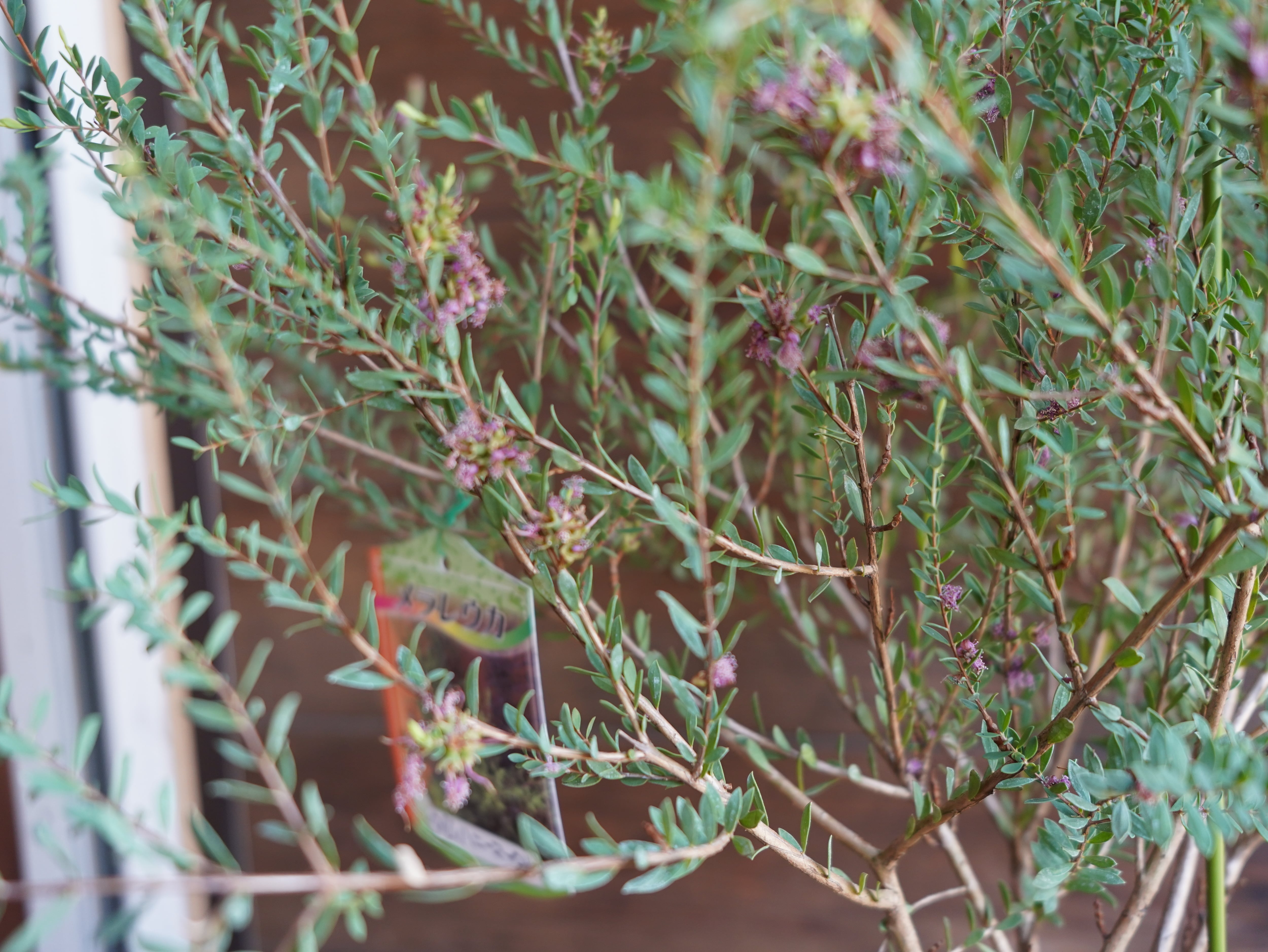 【現物】メラレウカ　”タイムハニーマータル”