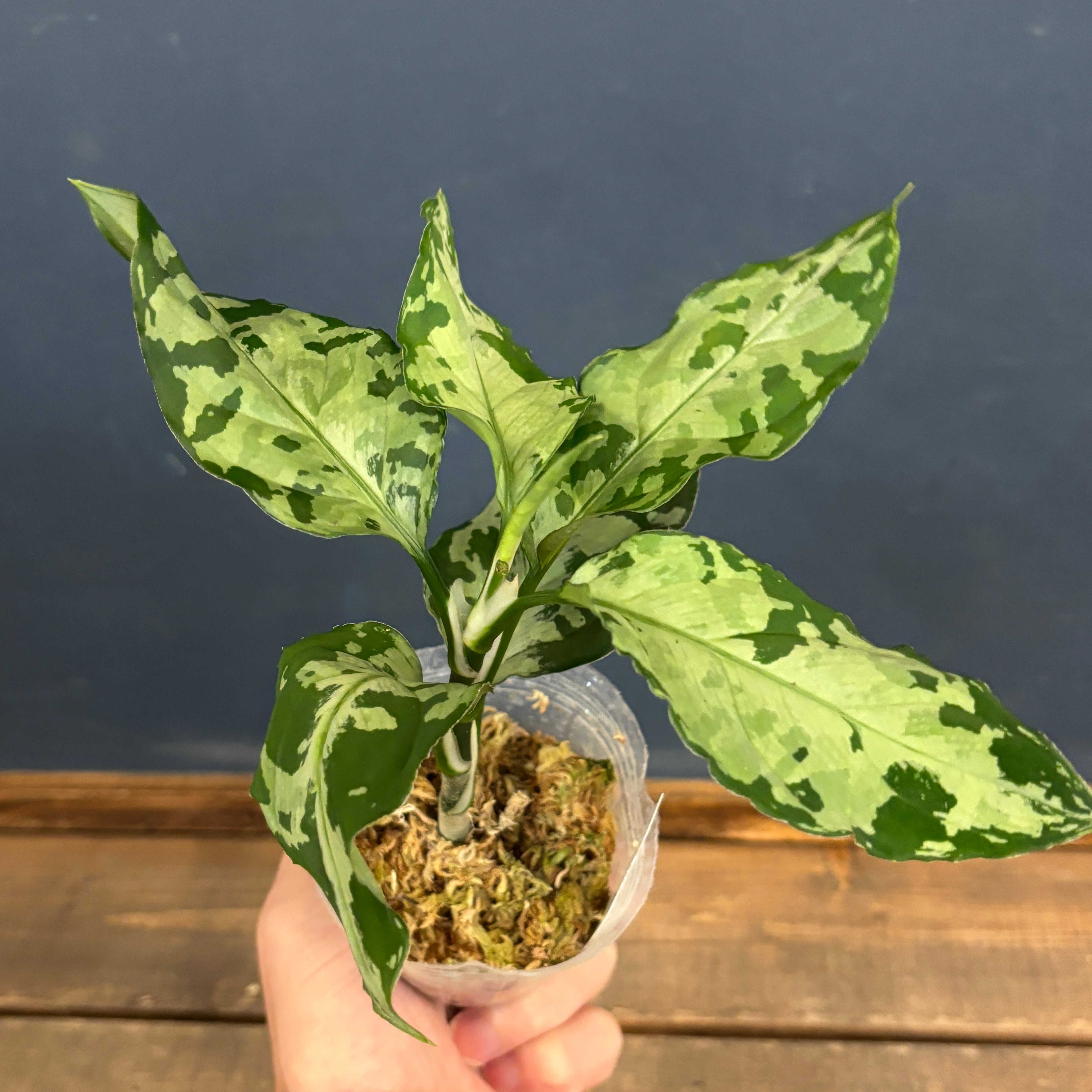 アグラオネマ ピクタム トリカラー ブラック【327】 | PROTOLEAF