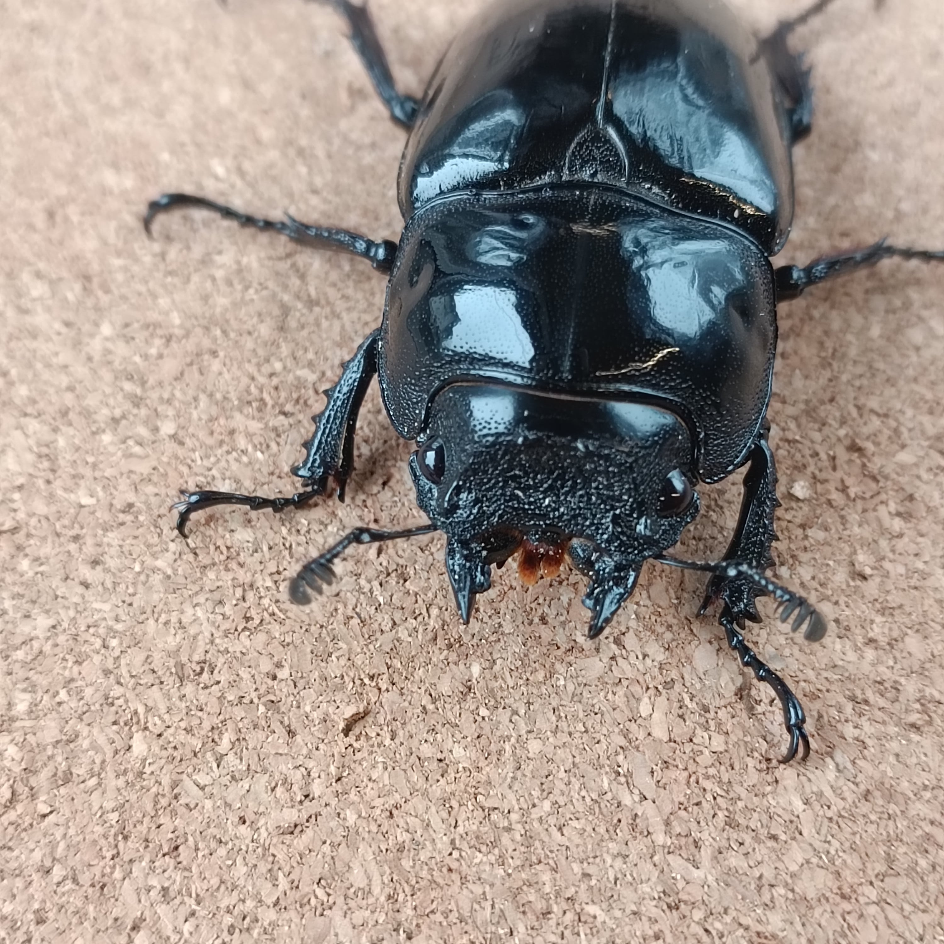 残り2頭タランドゥスツヤクワガタ♂80㎜♀フリーペア 郵送しません。