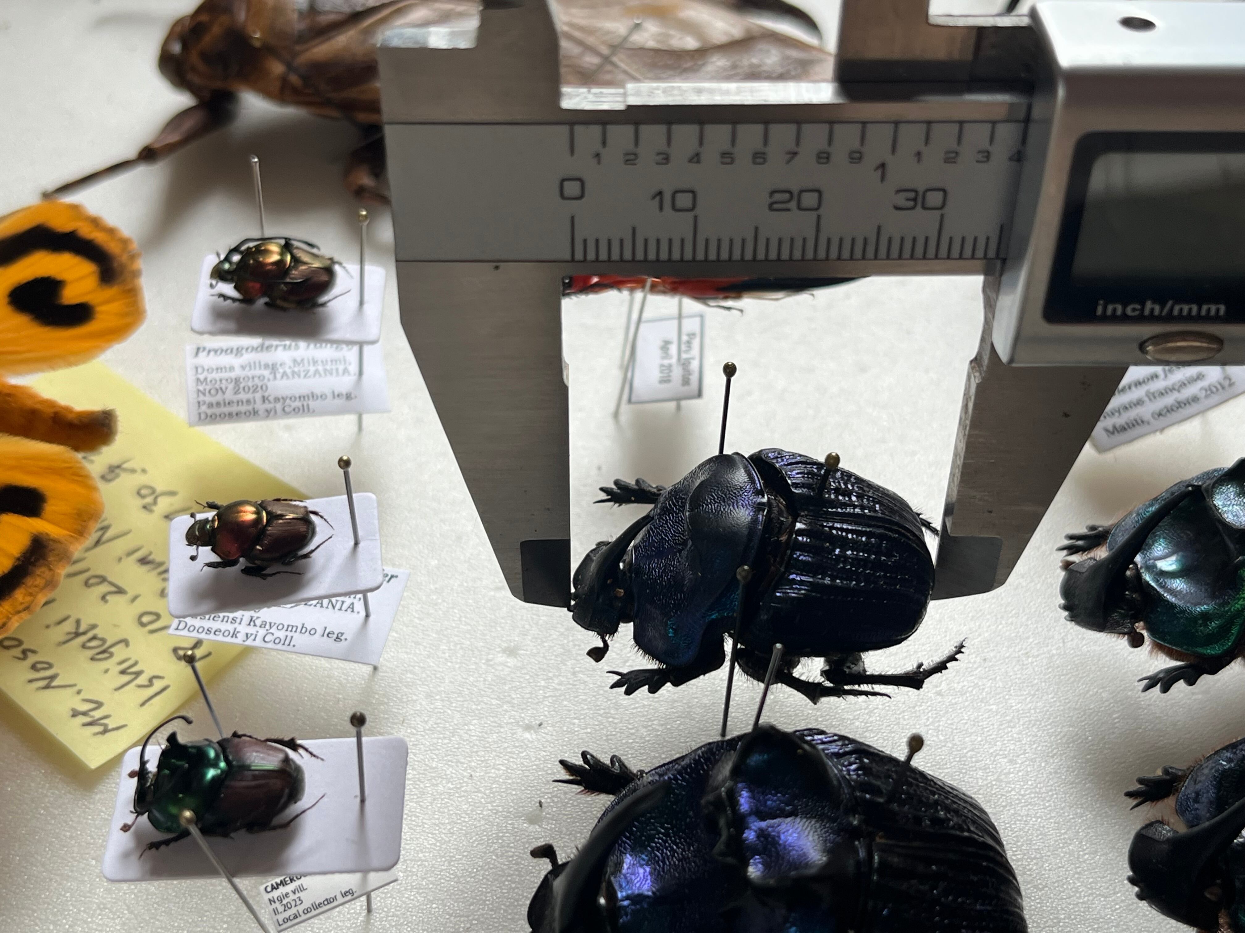 36mm♀】ランキフェルオオニジダイコクコガネ ランキフェール昆虫標本