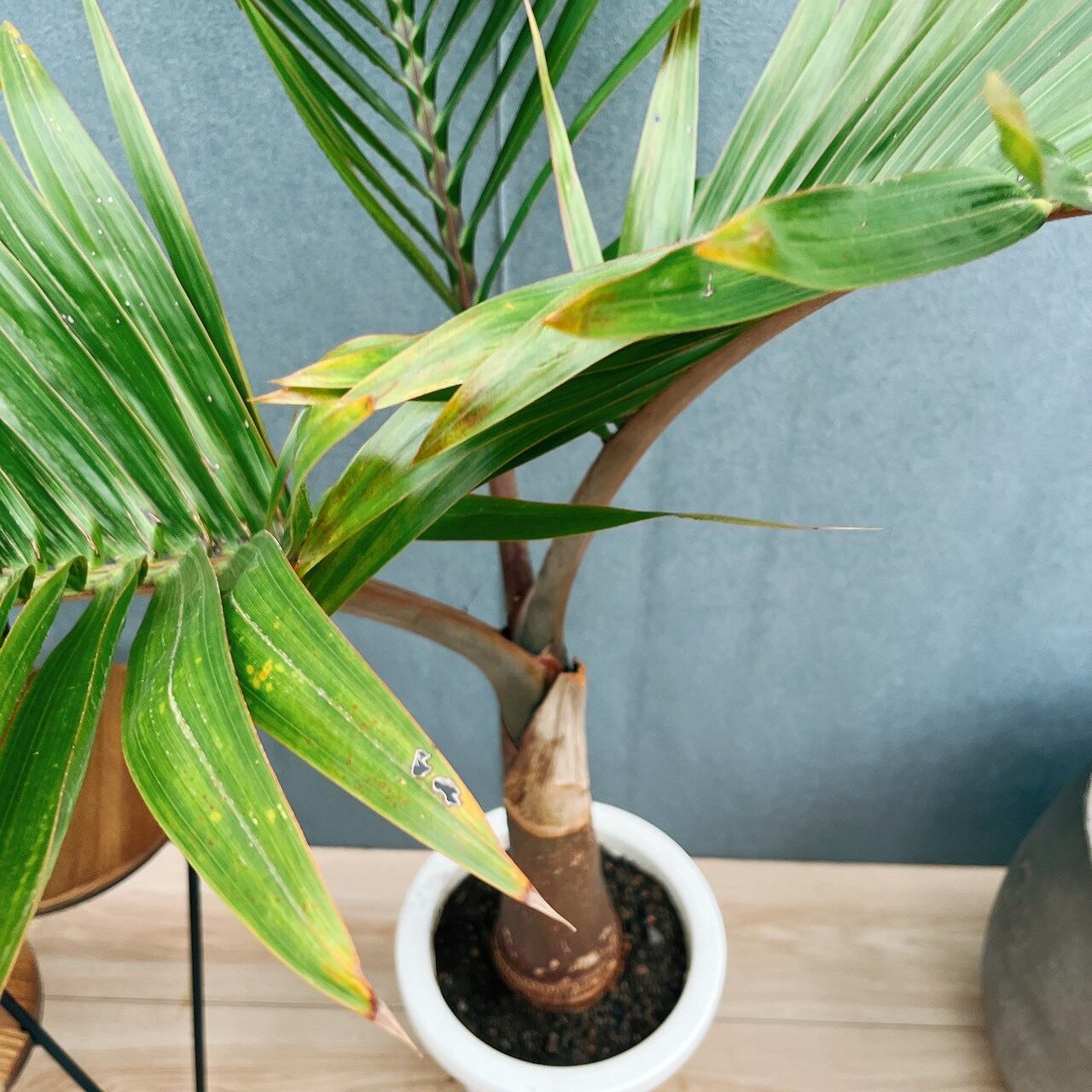 現品］F1 トックリヤシ 7号 観葉植物 室内 プラスチック鉢 南国風