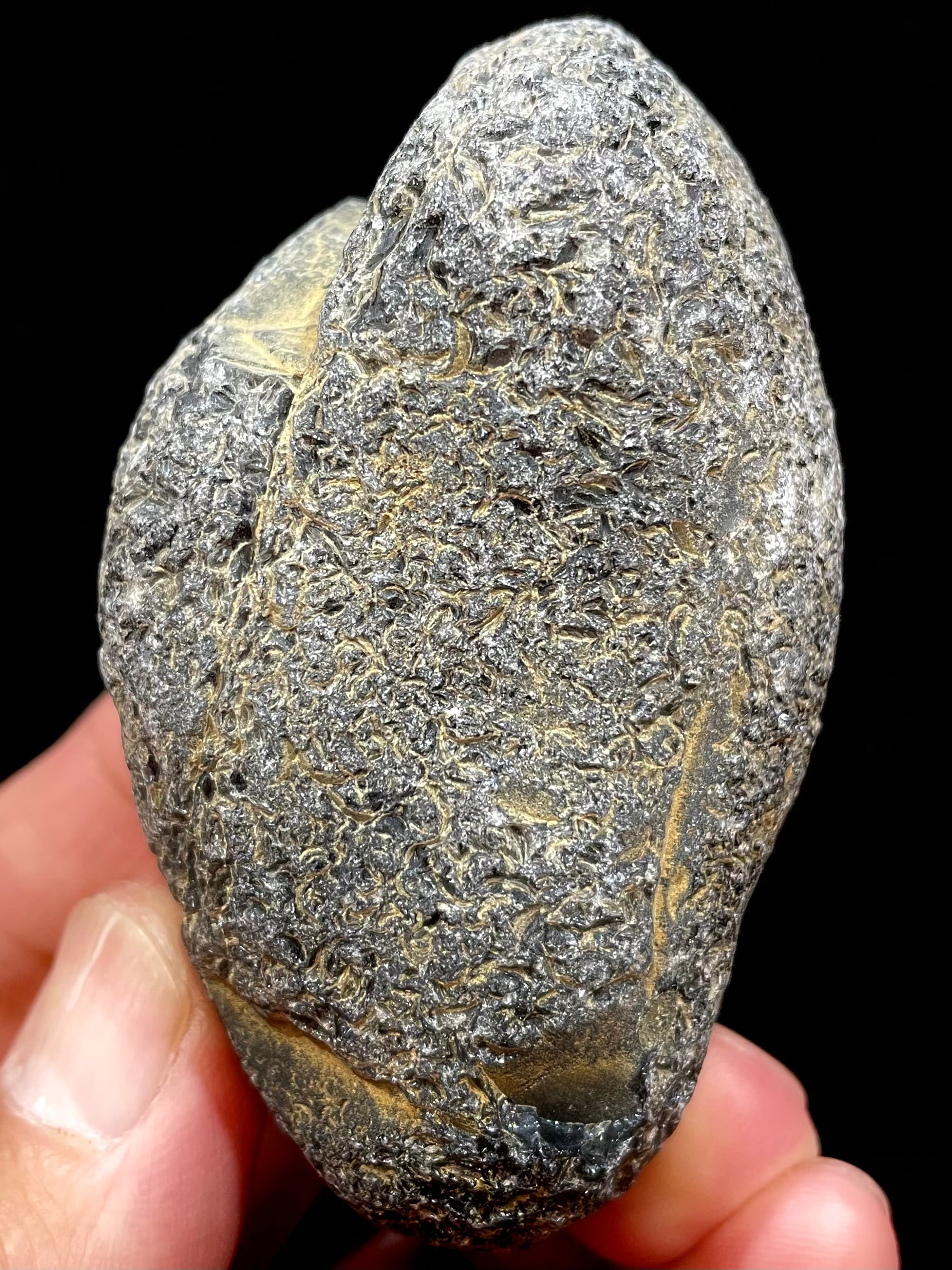 6) 神聖「神威の魂(カムイノタマシイ)」大型