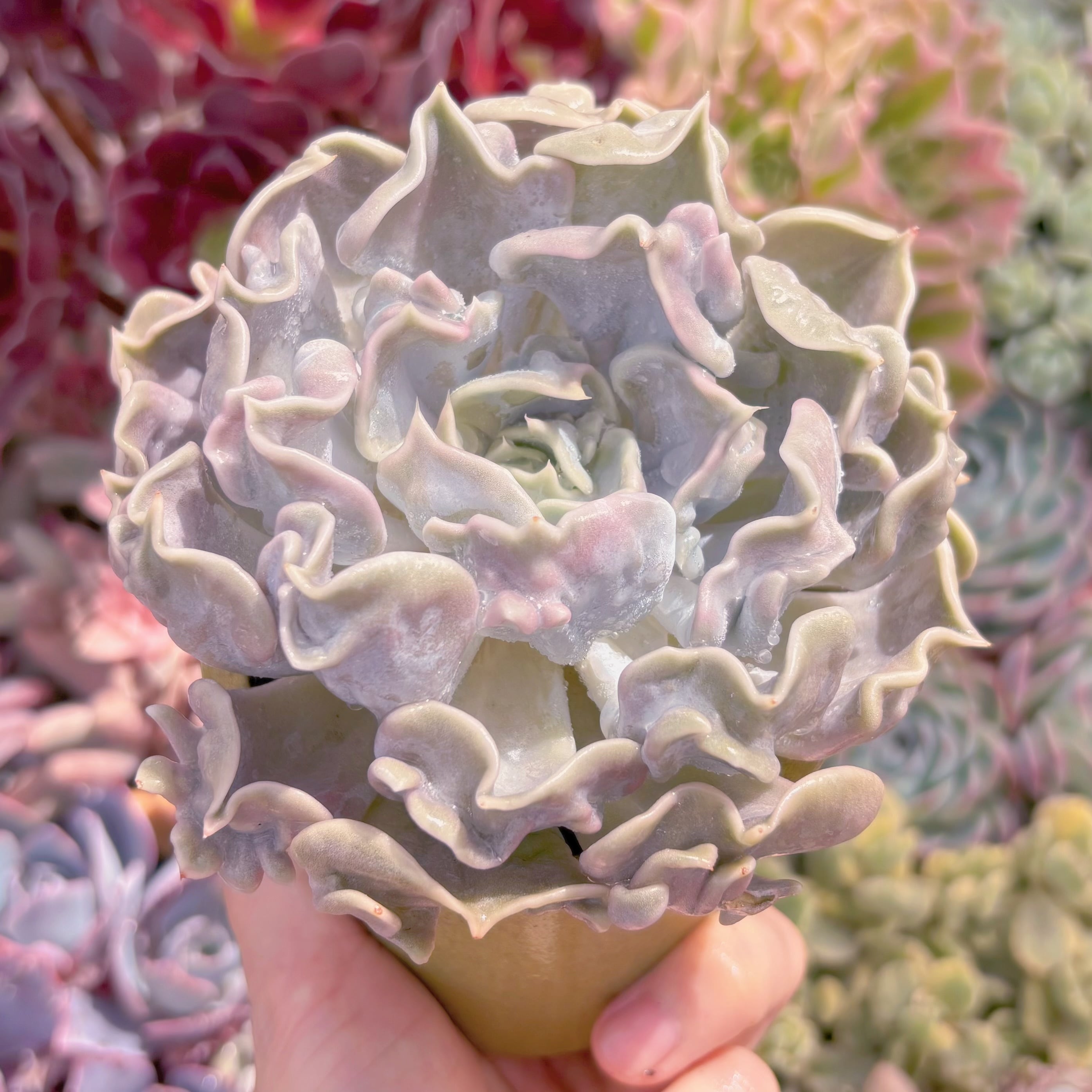 多肉植物　スリラーパール　大苗　新入荷　るる農園