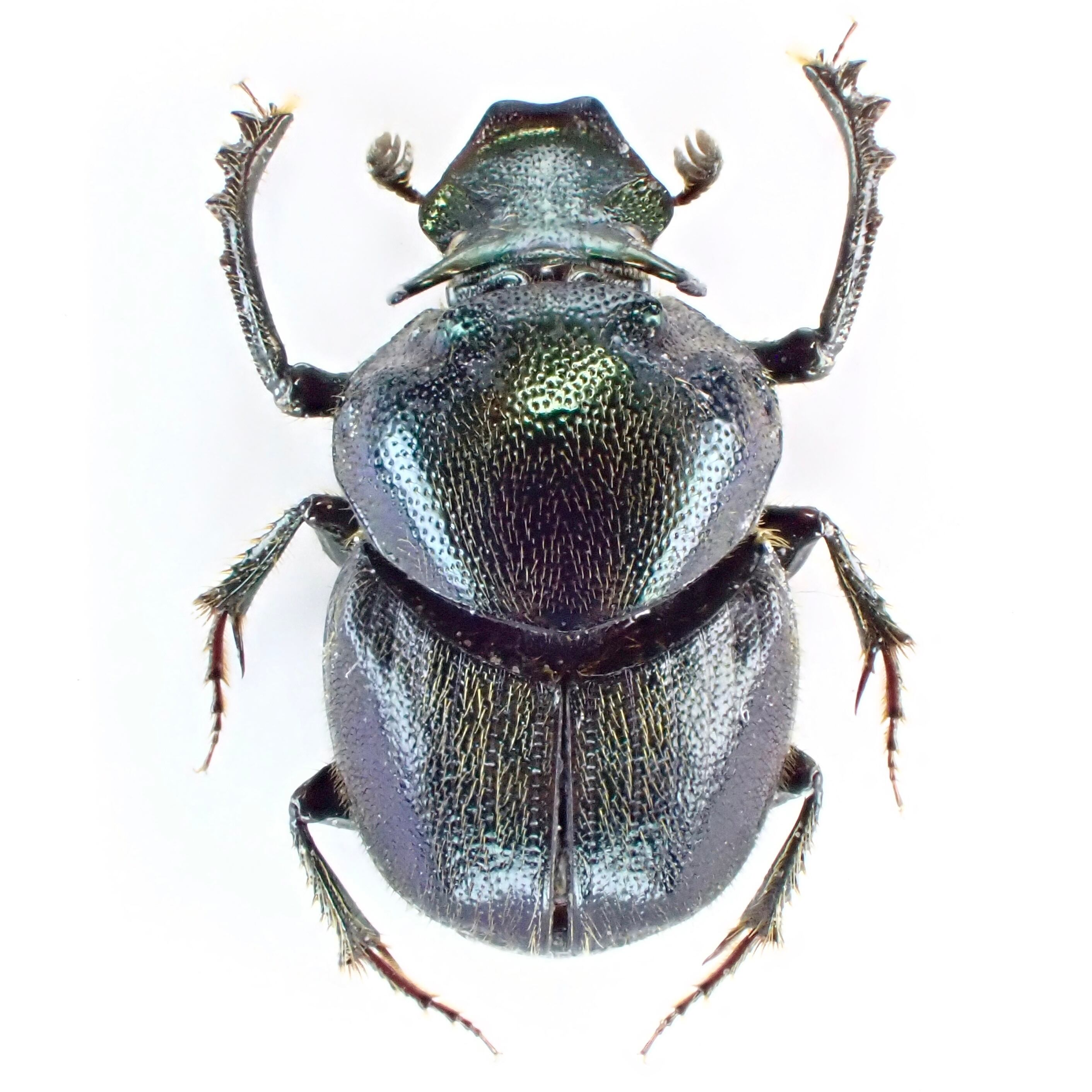 パナマ産 Onthophagus crinitus ♂ 9mm | 昆虫標本 Diggers & Rollers