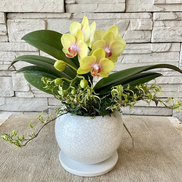 母の日におすすめ 胡蝶蘭とヘデラの寄せ植え 橋本種苗園 母の日におすすめ 胡蝶蘭とヘデラの寄せ植え 橋本種苗園