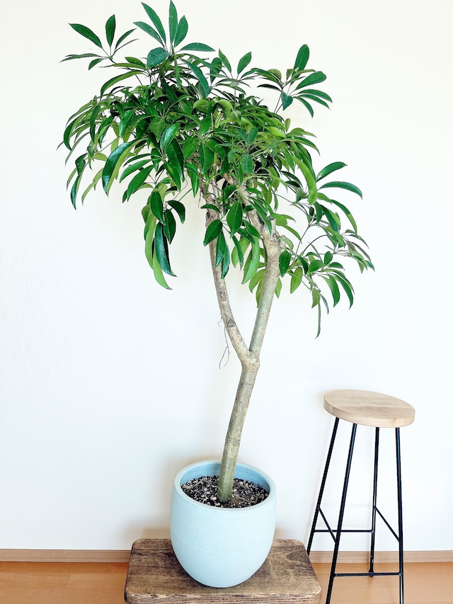 【Premium Plants】存在感を纏う ― シェフレラ 幹太・陶器鉢仕立て calm cafe