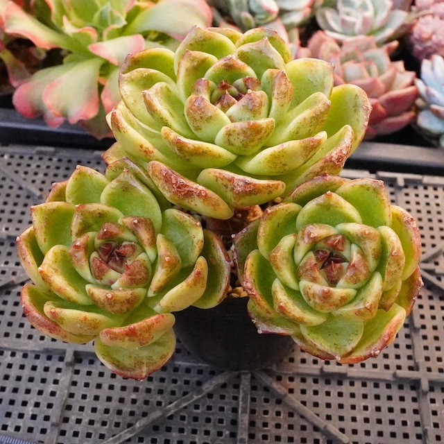 黒薔薇　D044