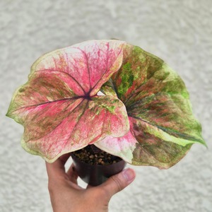 《Caladium Rassameechan 》 カラジウム ラッサミーチャン 観葉植物 葉色 アロイド