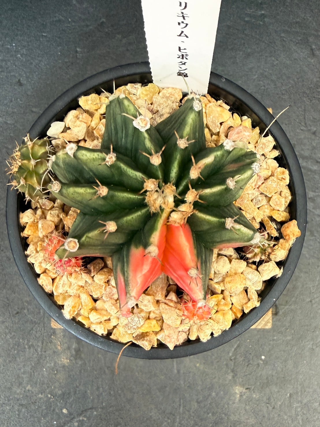 ギムノカリキウム・ミハノビッチ 緋牡丹錦 3号 ⑤～⑧ | 観葉植物と