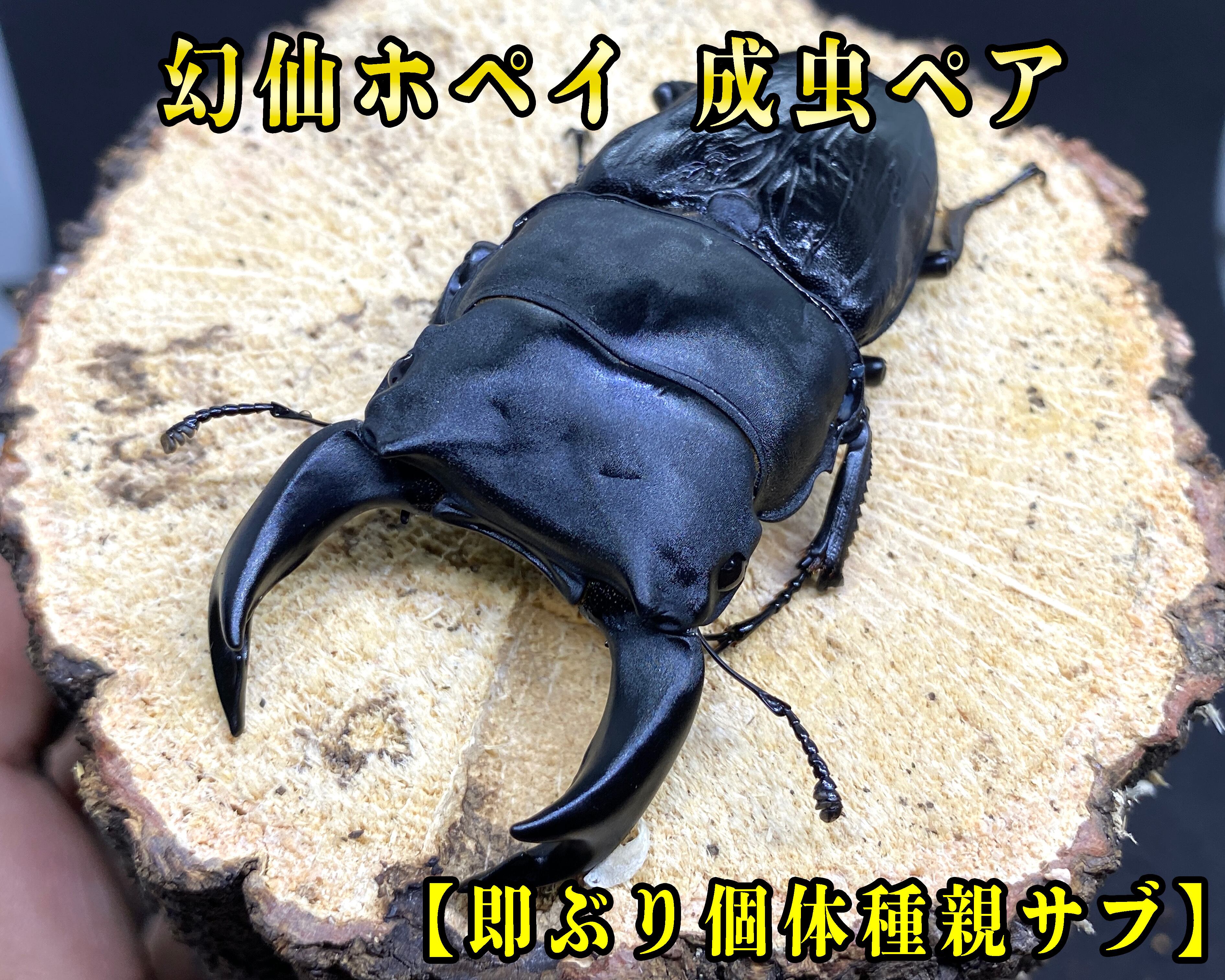 超オススメ 準親クラス オオクワガタ 阿古谷産 ペア 極太血統 即ブリ種親