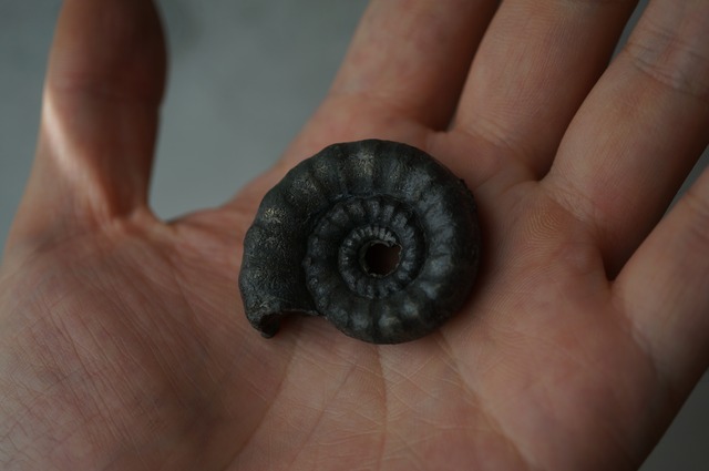 イギリス産黄鉄鉱化アンモナイト  Pyritized Ammonite 2315