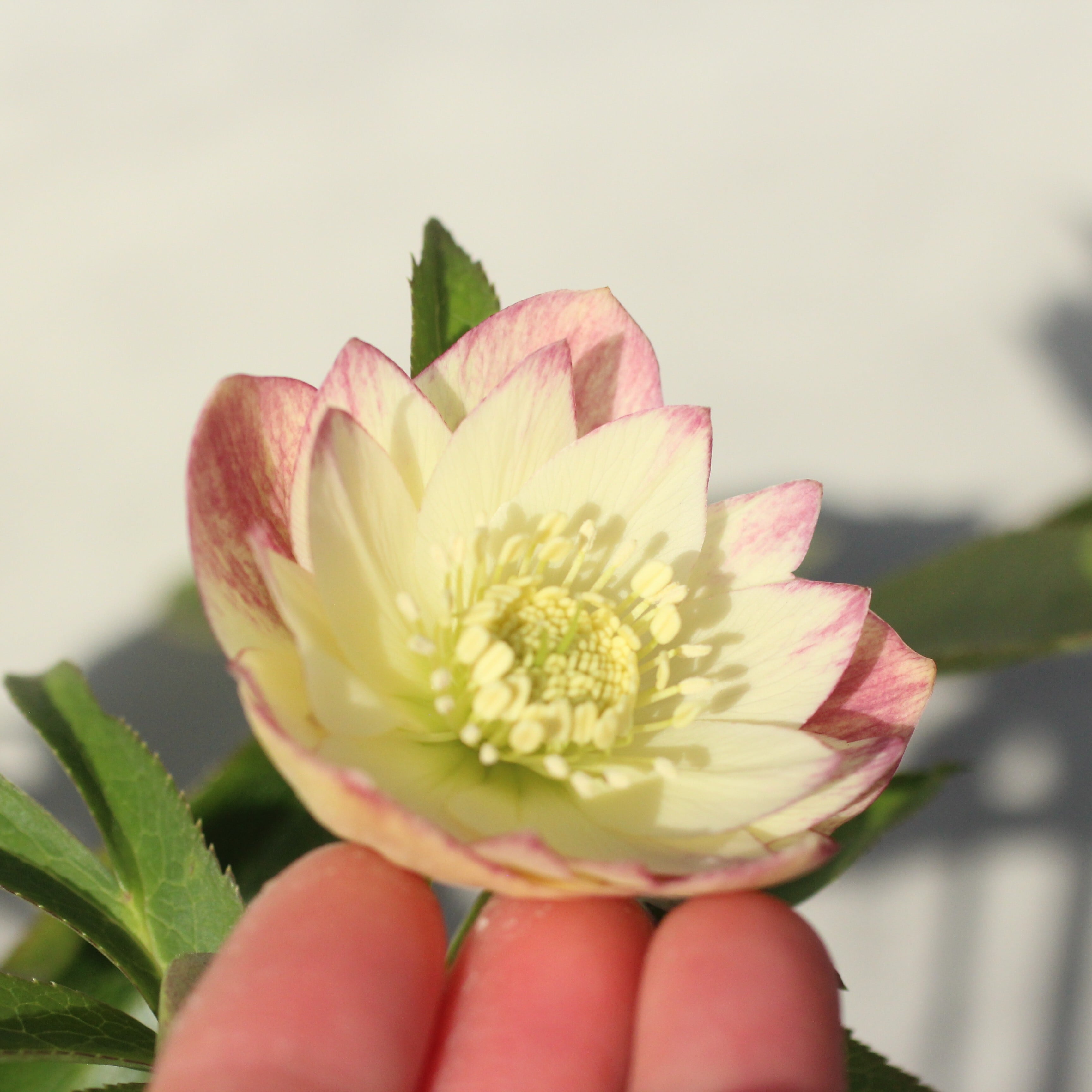 WS26-081 クリスマスローズ ウィンターシンフォニー イエロークレオン