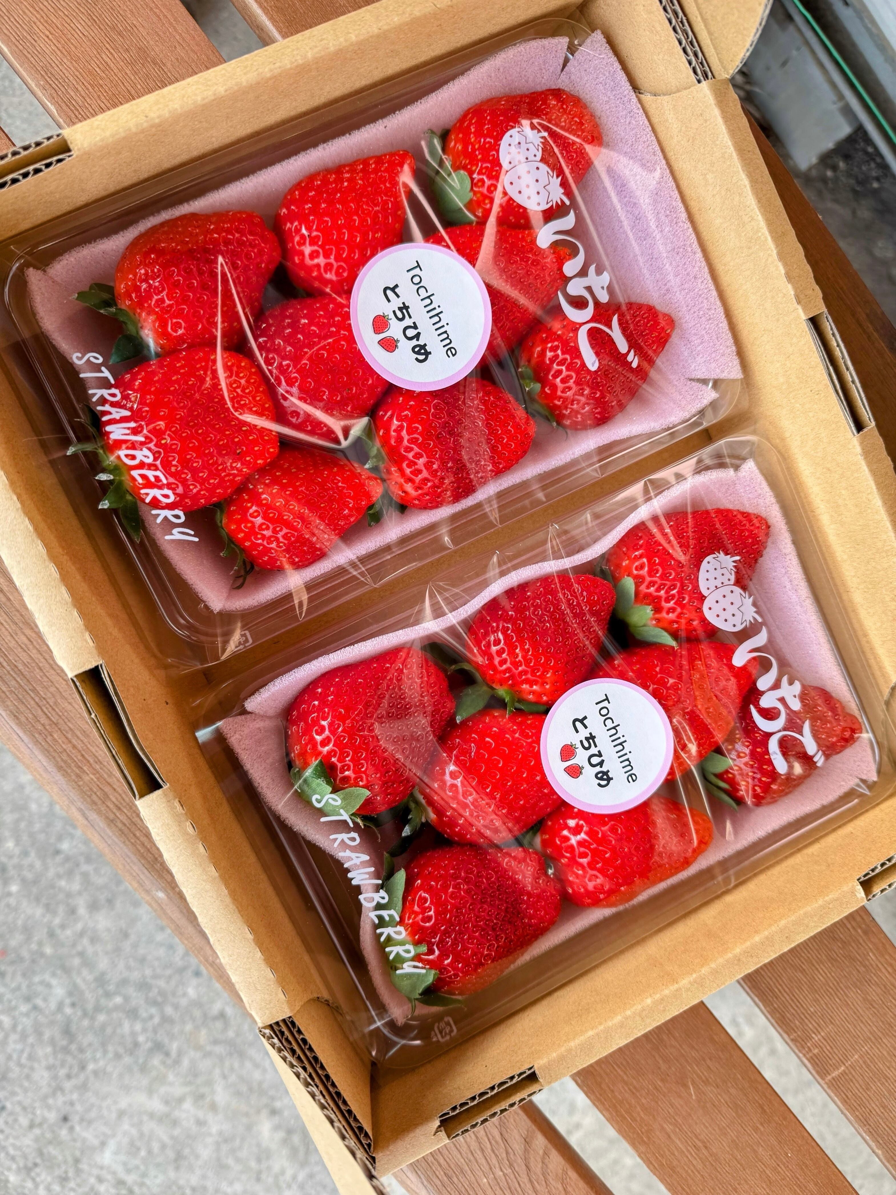 小竹いちご園 採れたて生いちご | 小竹いちご園