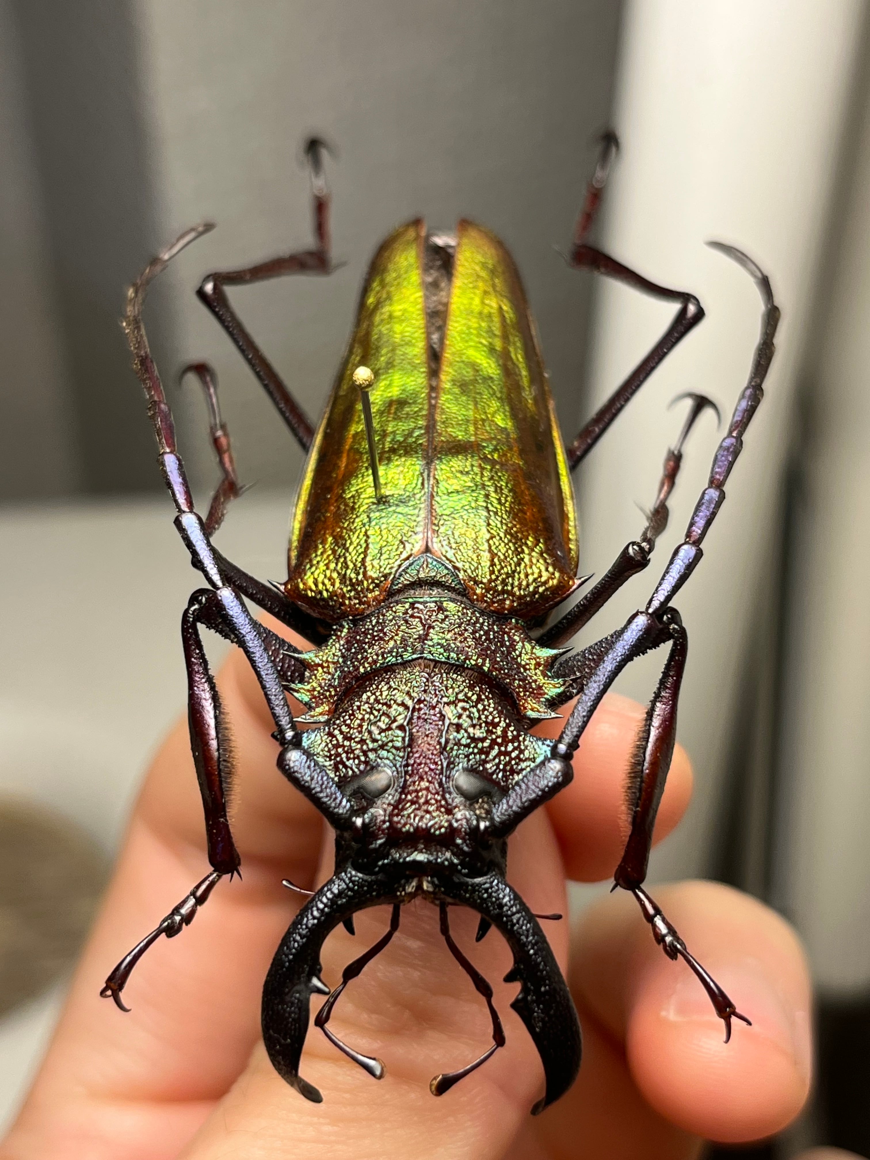 赤黄緑青】ルリオニカミキリ ムラサキオニノコギリカミキリ