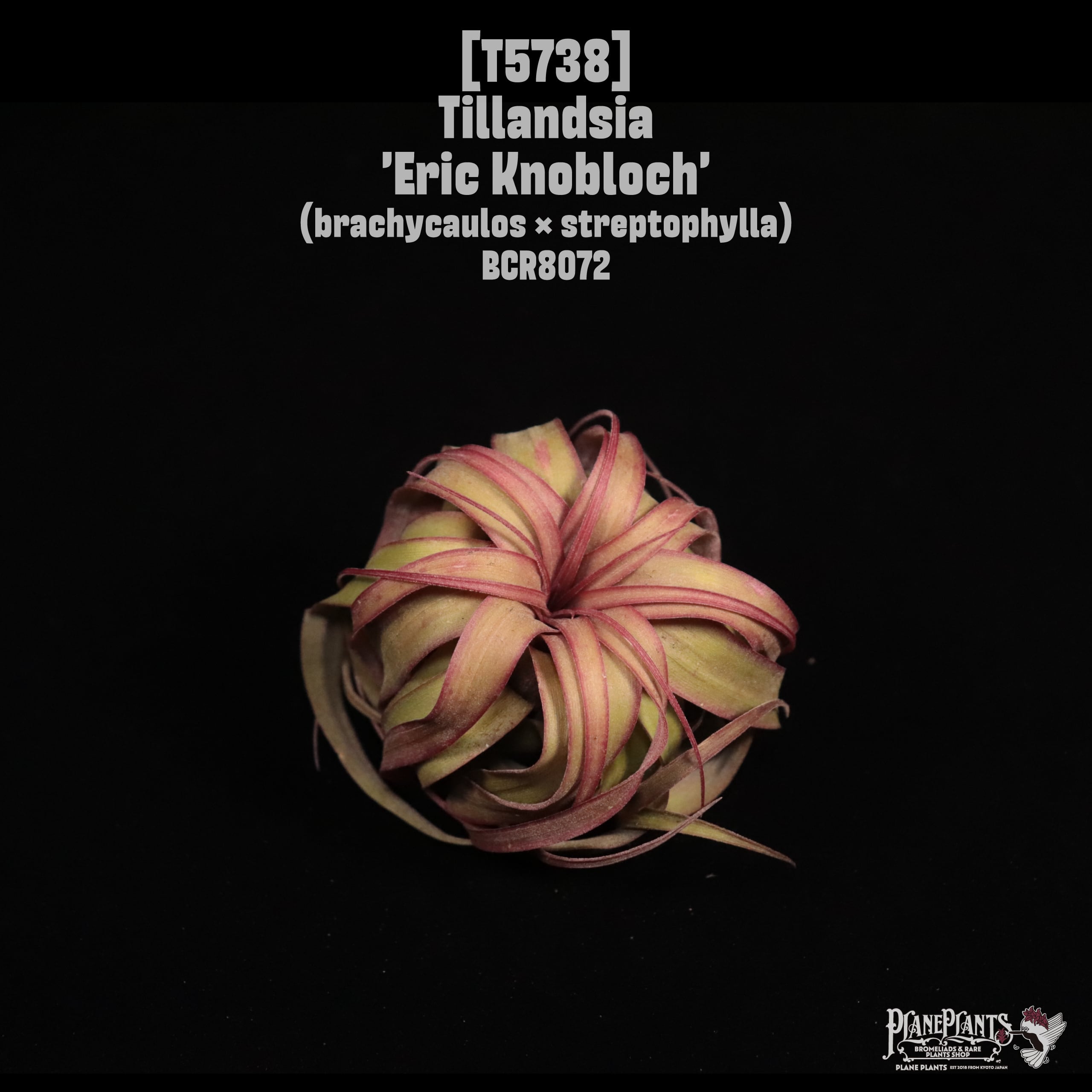 Tillandsia 'Eric Knobloch'〔ティランジア〕T5738