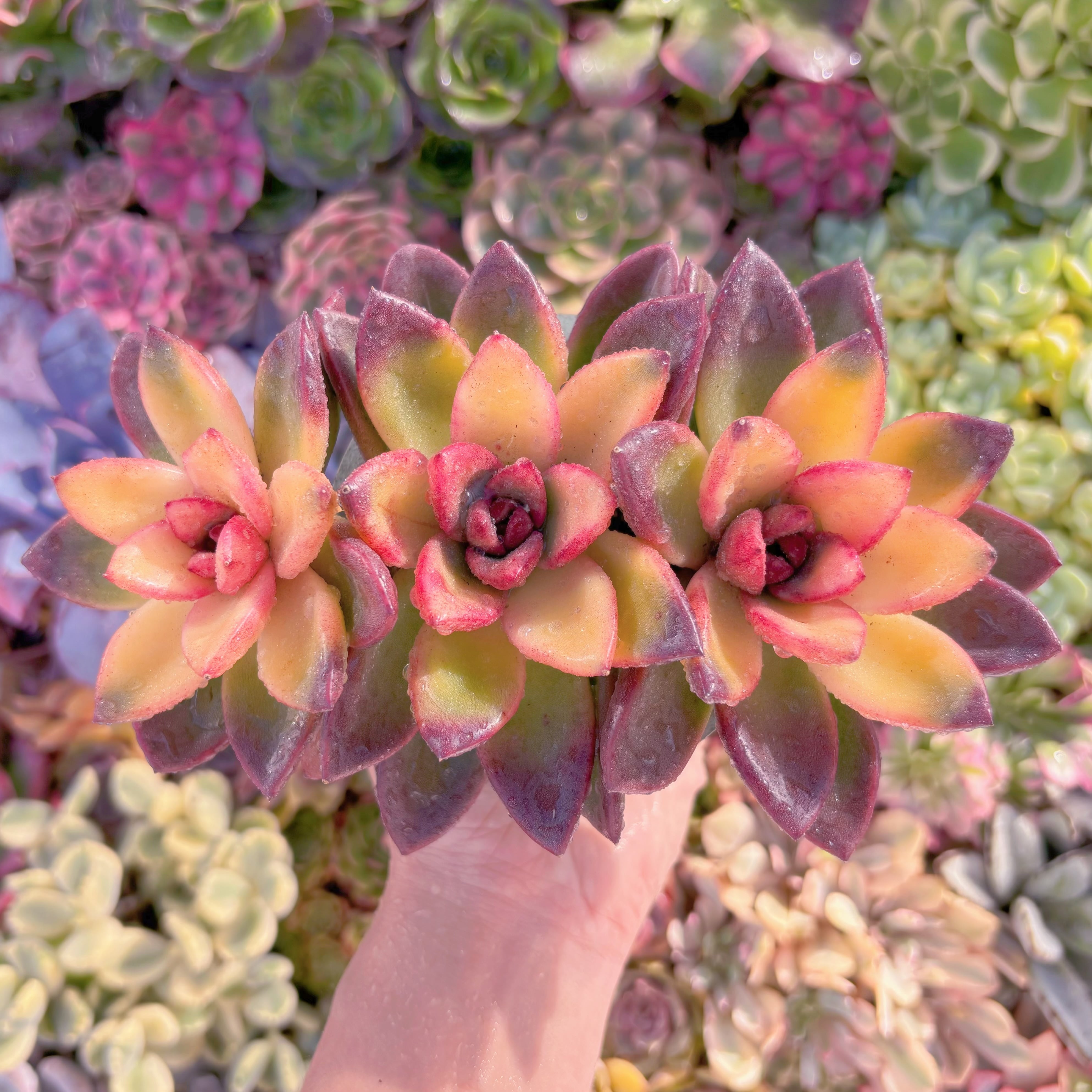 現品　パインローズ錦#614　大群生　新入荷　るる農園