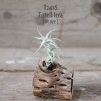 【送料無料】ステリフェラ M〔エアプランツ〕現品発送T2416