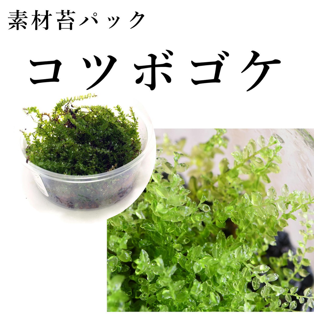 コツボゴケ 苔テラリウム作製用素材苔 | 苔テラリウム専門ショップ道草
