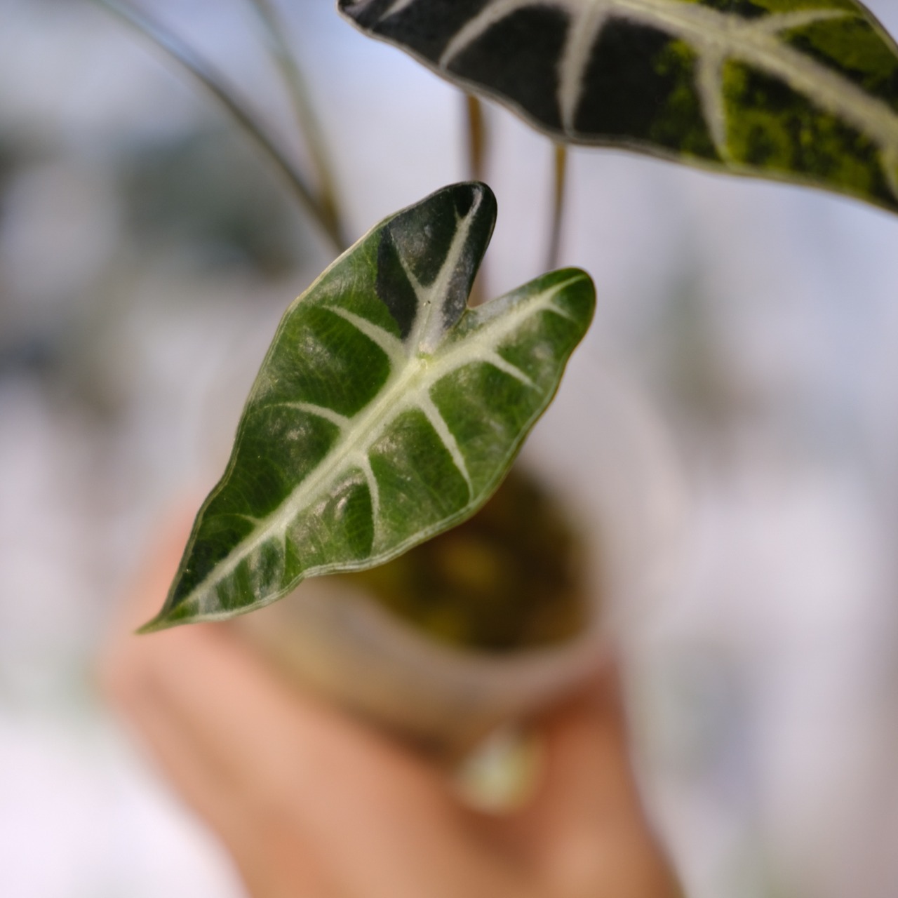 アロカシア バンビーノ イエロー / Alocasia bambino variegated 'Yellow'⑮ / 観葉植物