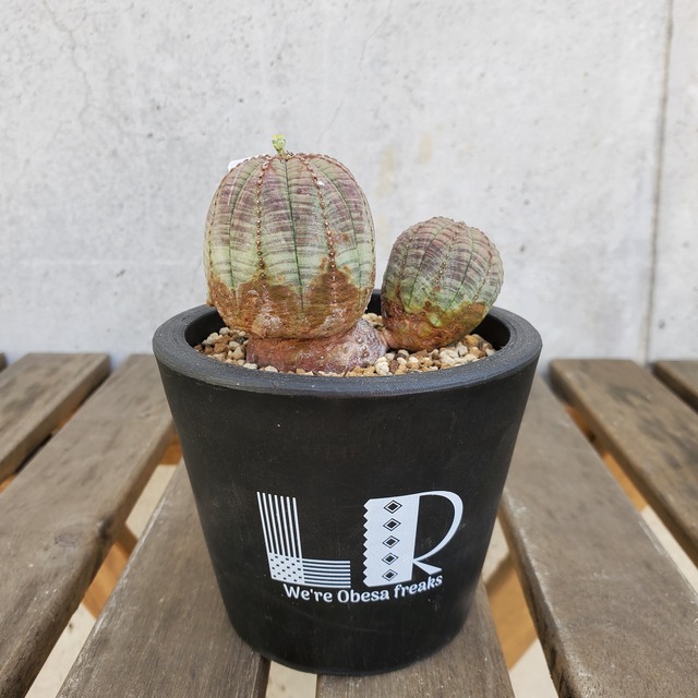 【イレギュラータイプ】Euphorbia obesa ユーフォルビア オベサ