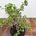 Commiphora orbicularis【コミフォラ・オルビクラリス】