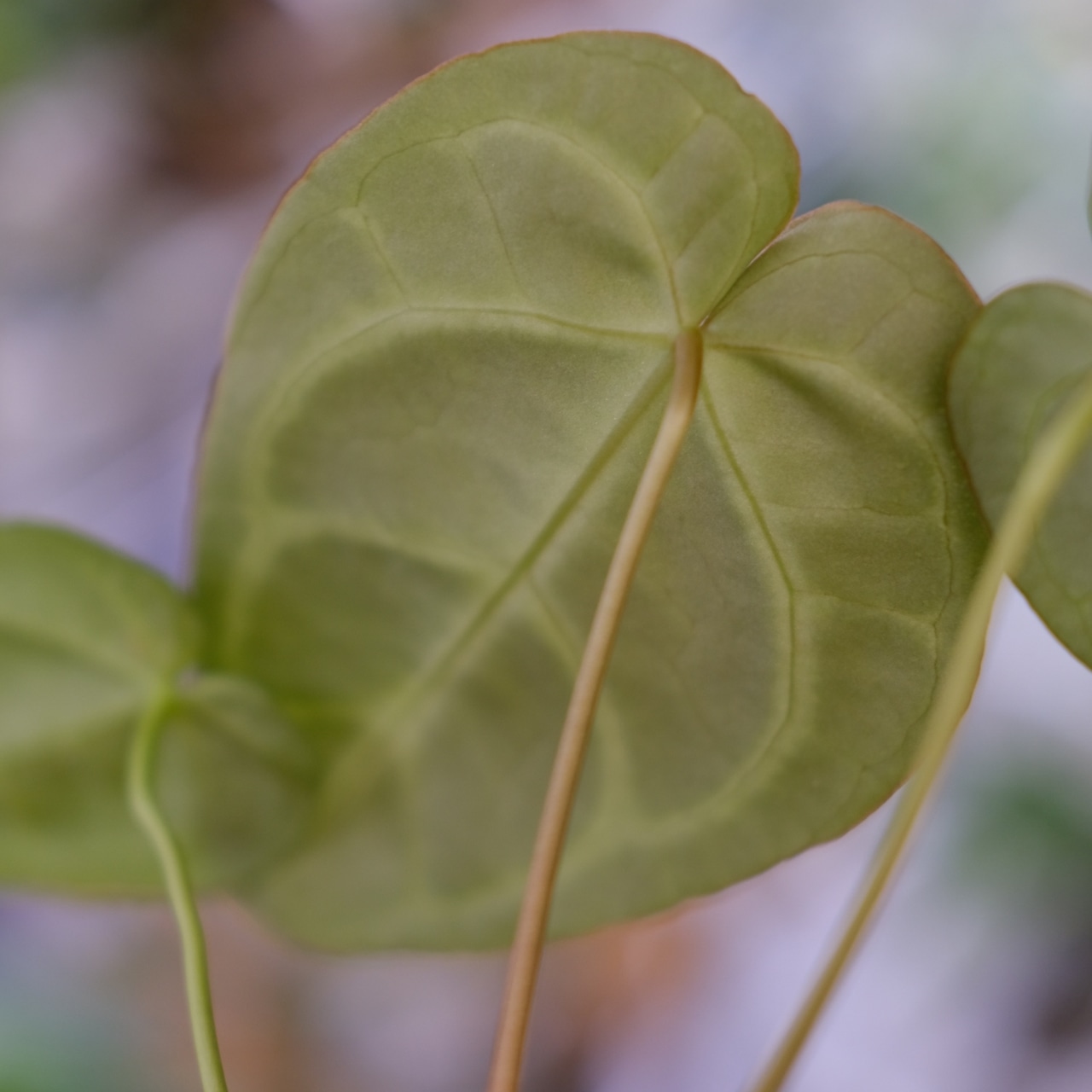 アンスリウム ドラヤキ × レッドクリスタリナム / Anthurium Dorayaki × Red Crystallinum③ / 観葉植物<育て方・花言葉>