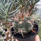 Gymnocalycium mazanense【ギムノカリキウム・守金魔天竜】