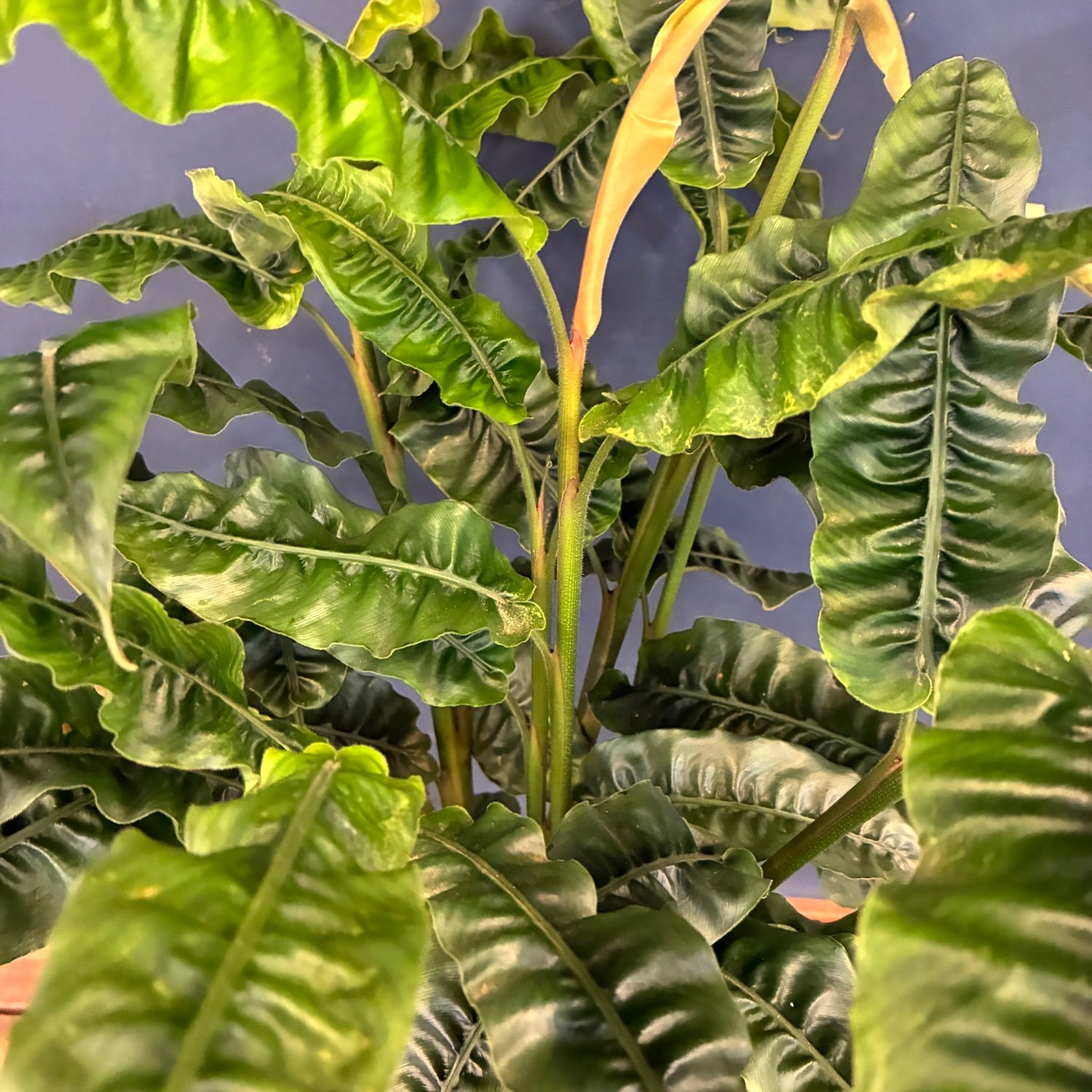 Alpinia rugosa アルピニア　ルゴサ　激レア　4芽付き　激安　大株 アルピニア ルゴサ【1183】 | PROTOLEAF プロトリーフ