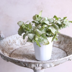 mondimanche カラーリーフ　ラミウム|宿根草　シルバーリーフ　寄せ植えに植え込むと足元がセンスアップ