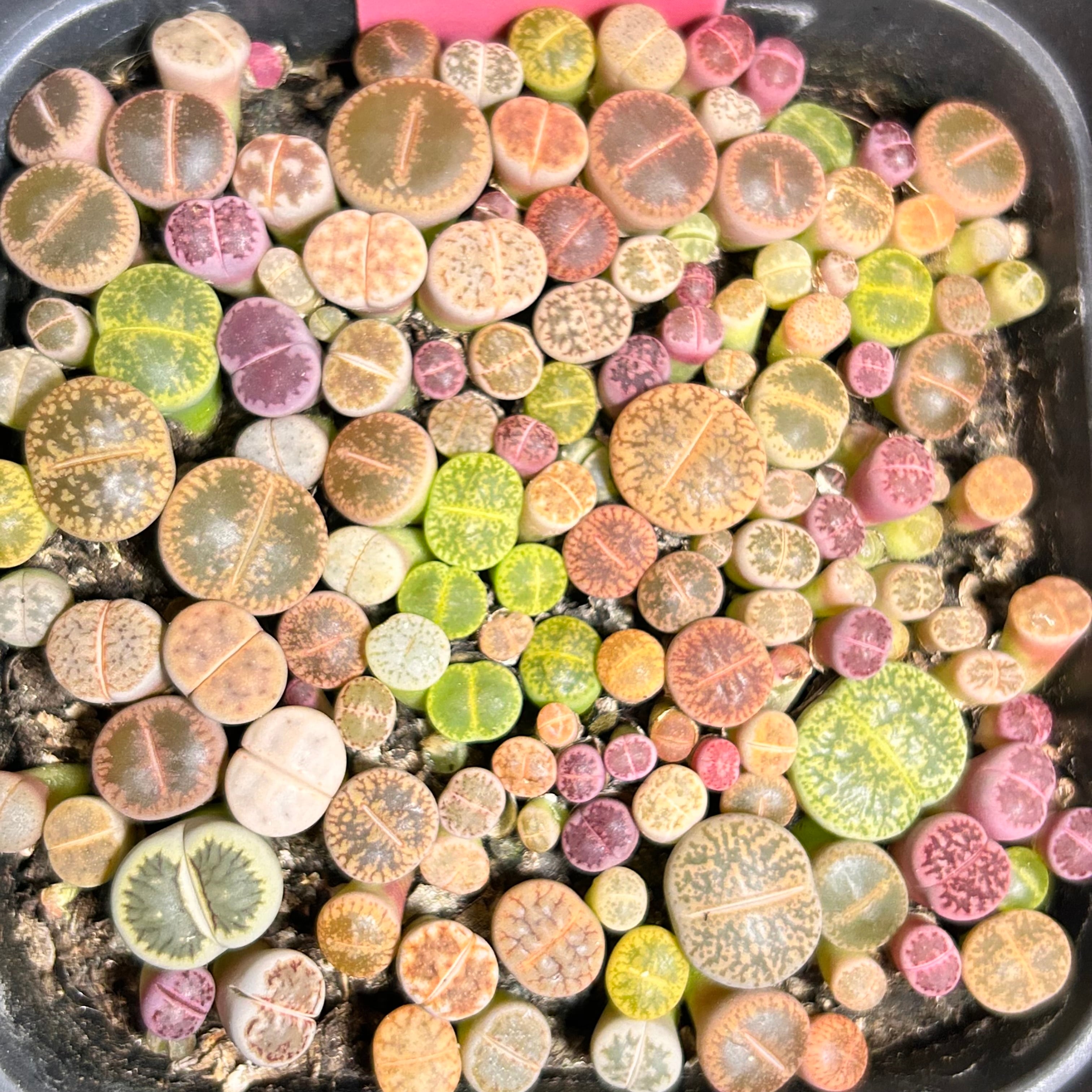 リトープス | RuPo 多肉植物専門店