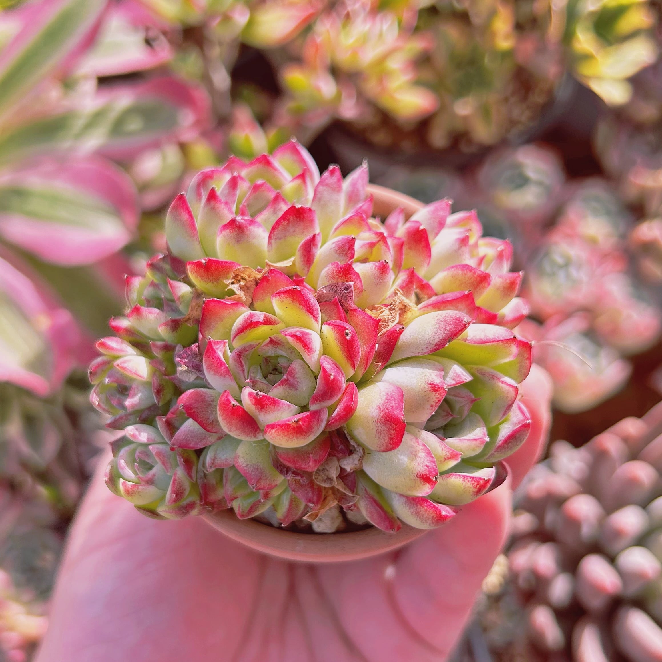 多肉植物　Echeveria  新品種　ルビーエッジ 　5頭以上　群生