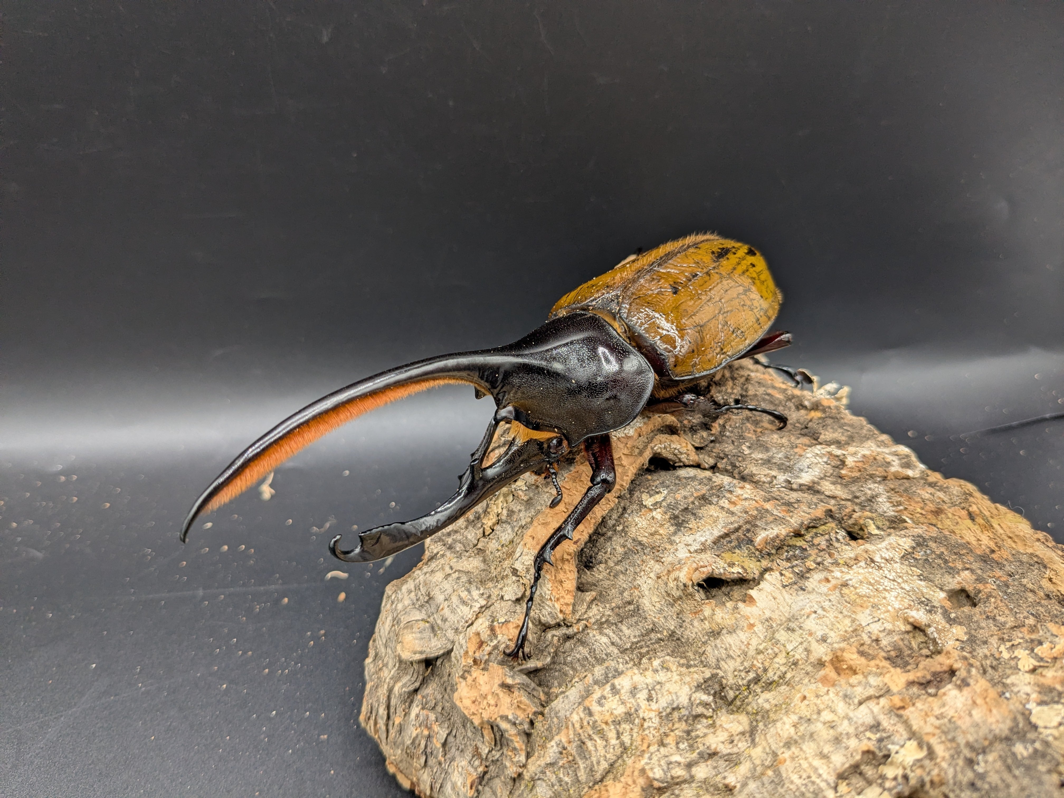 ヘラクレス【幼虫】② DH・ヘラクレス 初、2齢幼虫 | クワガタムシ・カブトムシ専門ショップ CIEL