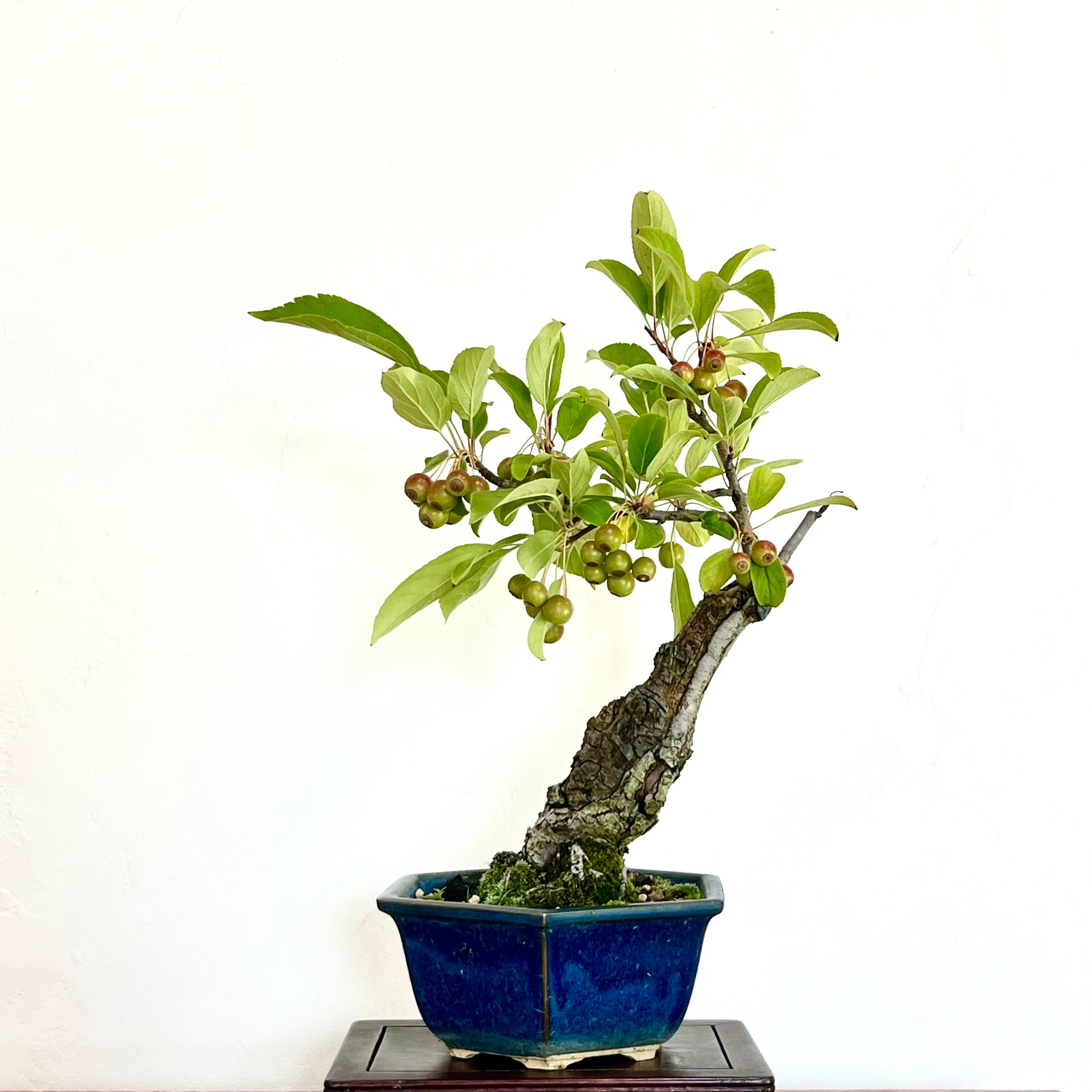 真柏 石付き盆栽｜山景を感じる一点物｜高さ約17cm | BONSAI Labo