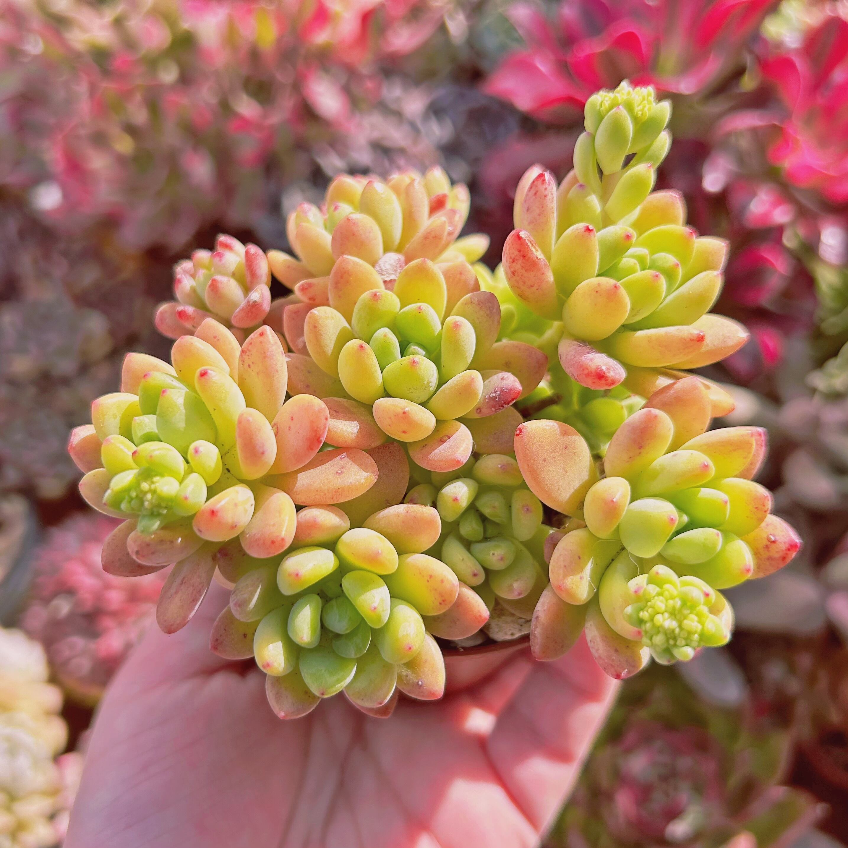 572現物 多肉植物 Sedum Shangri La | るる農園~多肉植物専門